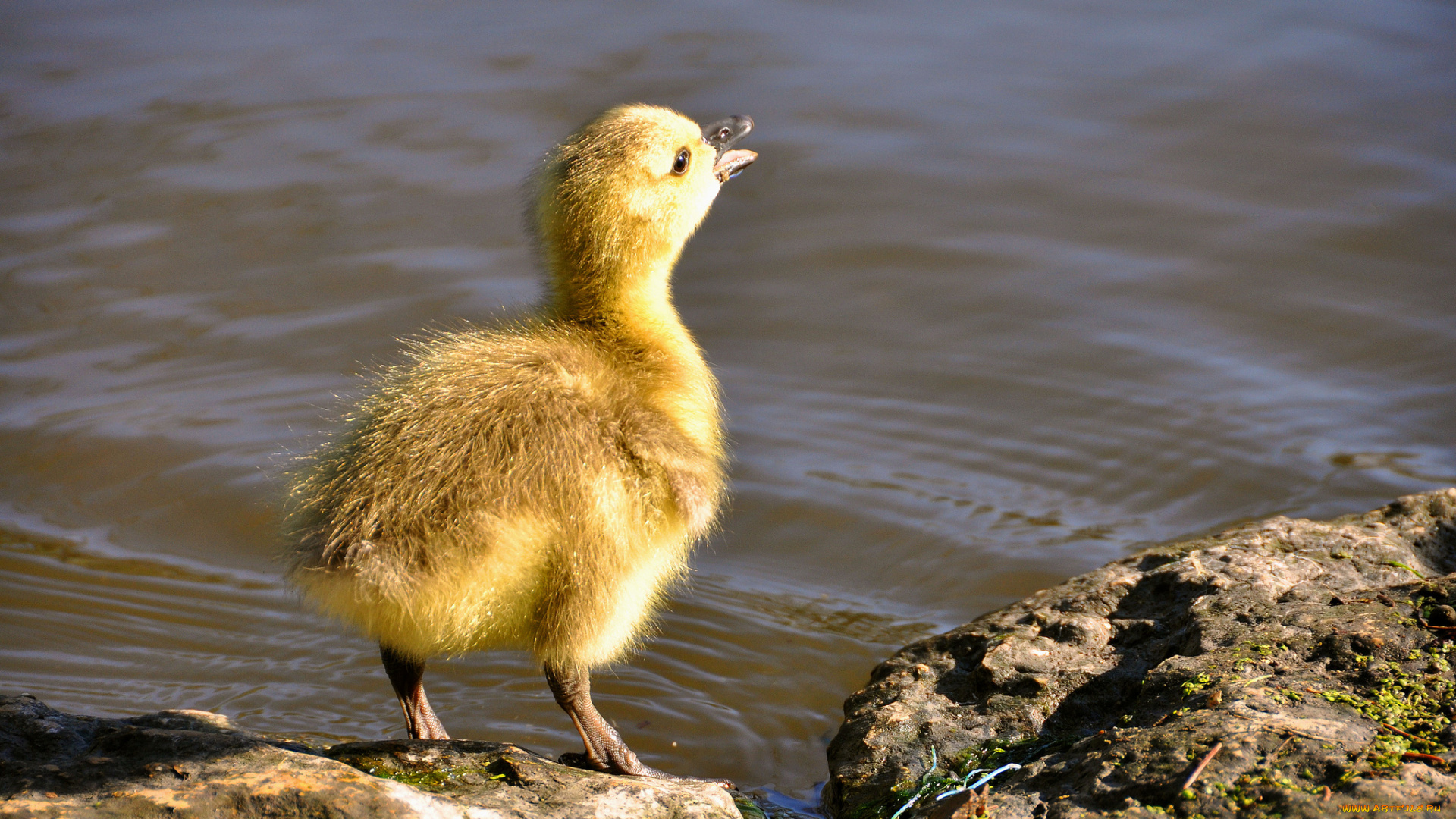 животные, утки, утенок