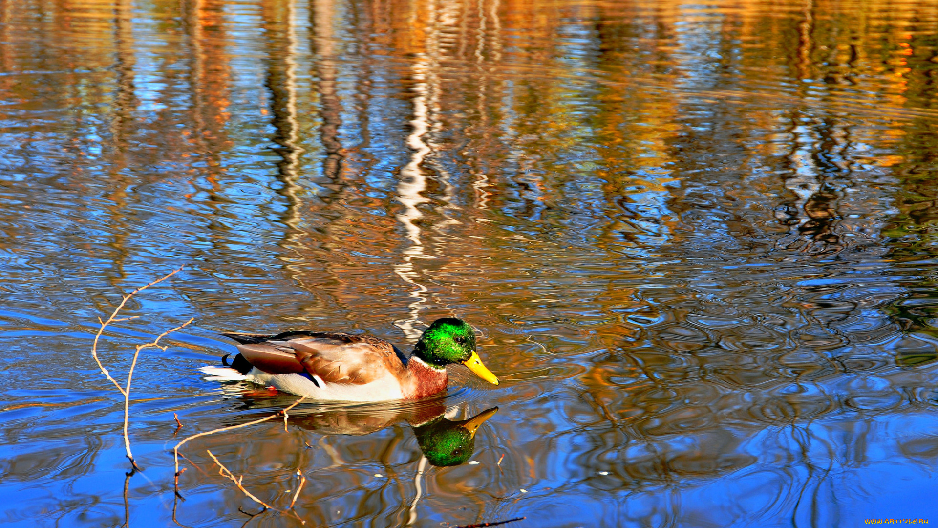 животные, утки, утка