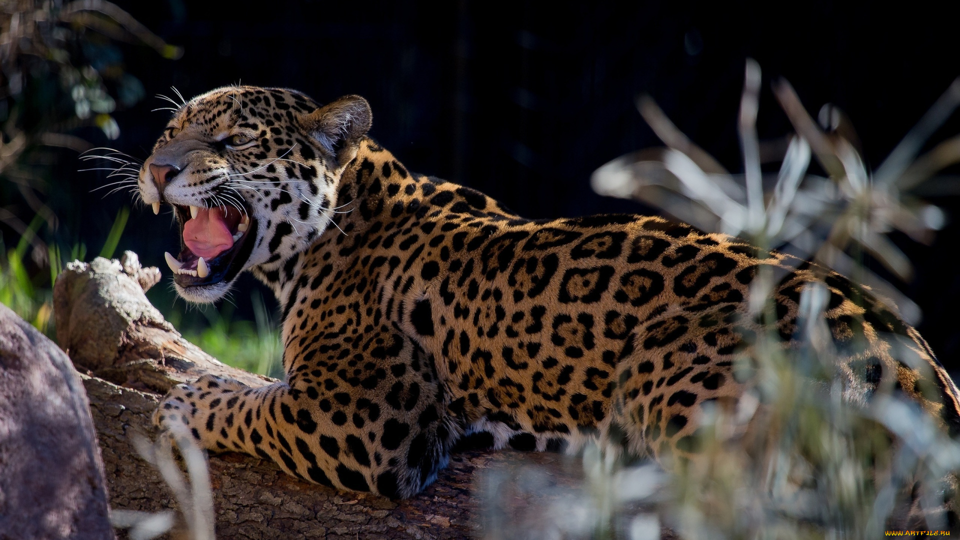 животные, Ягуары, ягуар, кошка, оскал, пасть, клыки, язык, ярость, злость
