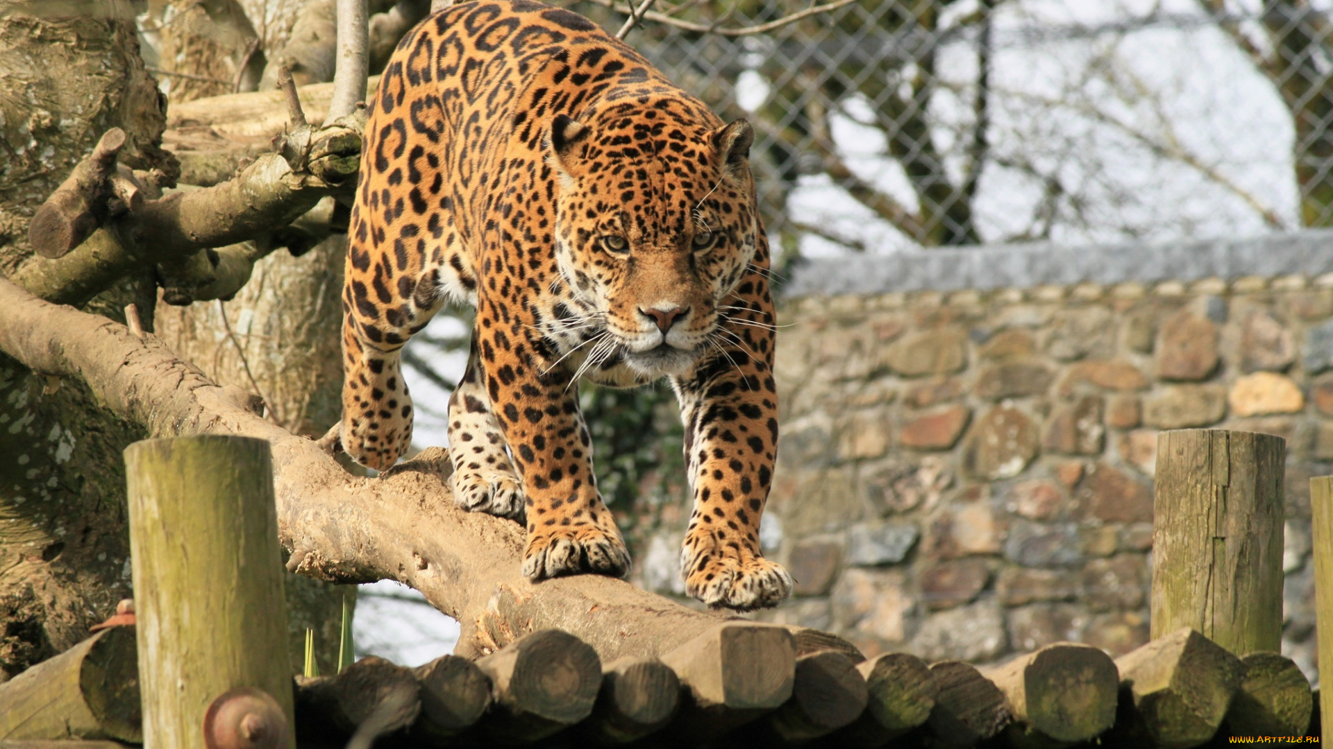 животные, Ягуары, ягуар, настил, морда, кошка