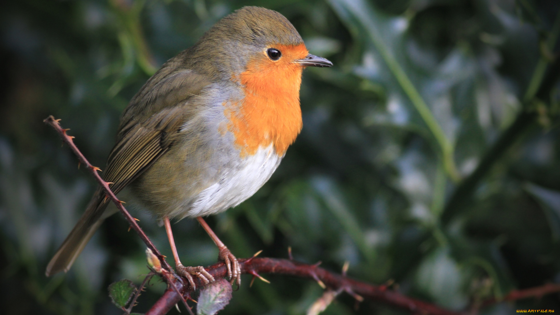 животные, зарянки, , малиновки, горлышко
