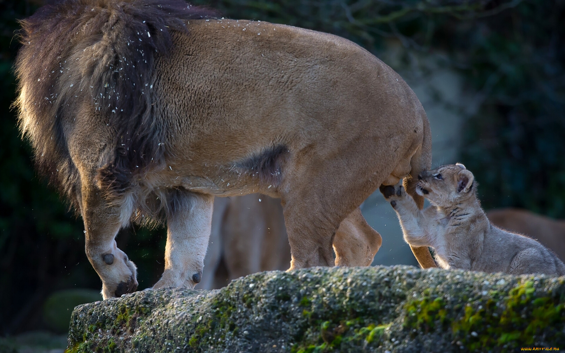 животные, львы, игрушка, львёнок, познание, любопытство, детёныш, отцовство, котёнок, лев
