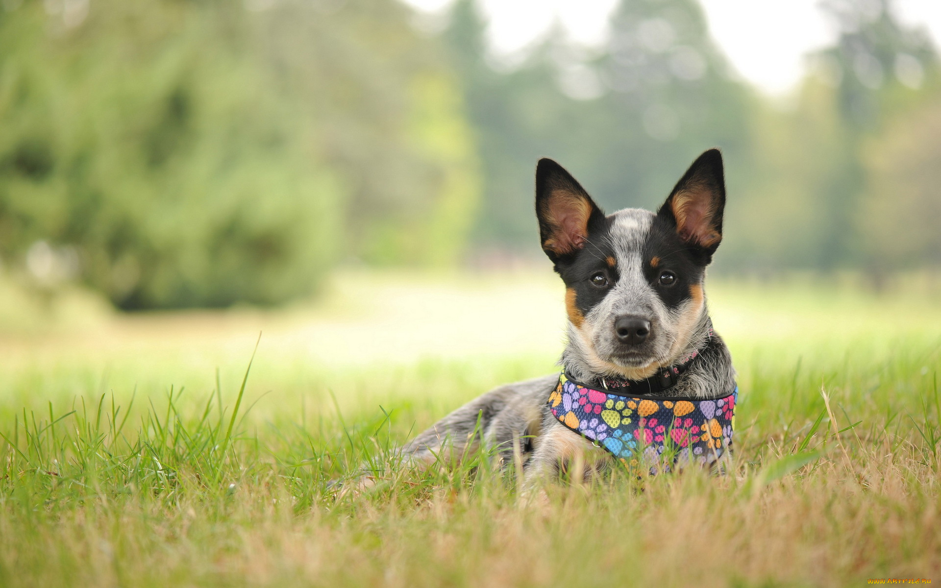 животные, собаки, лето, собака