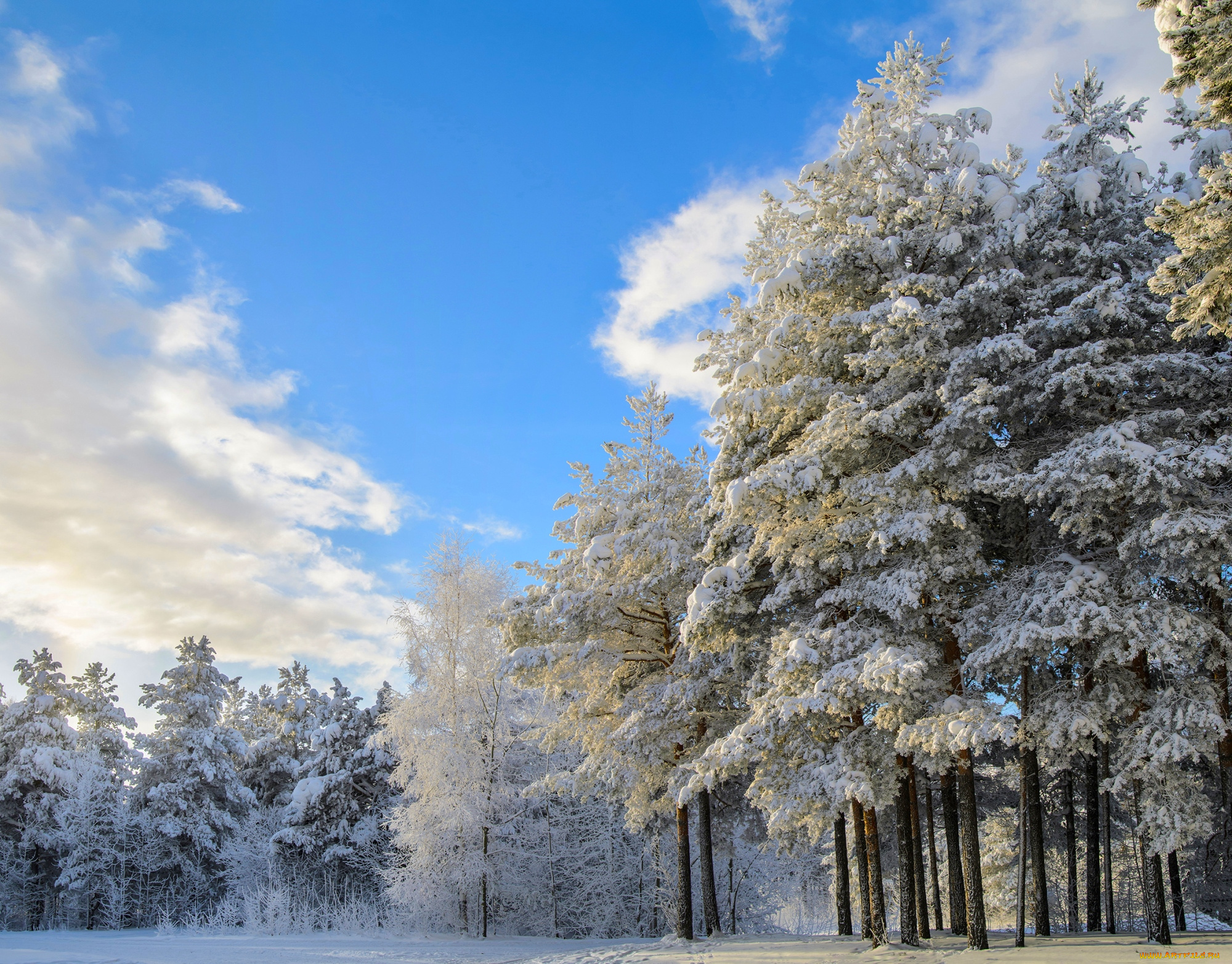 природа, зима, лес, снег