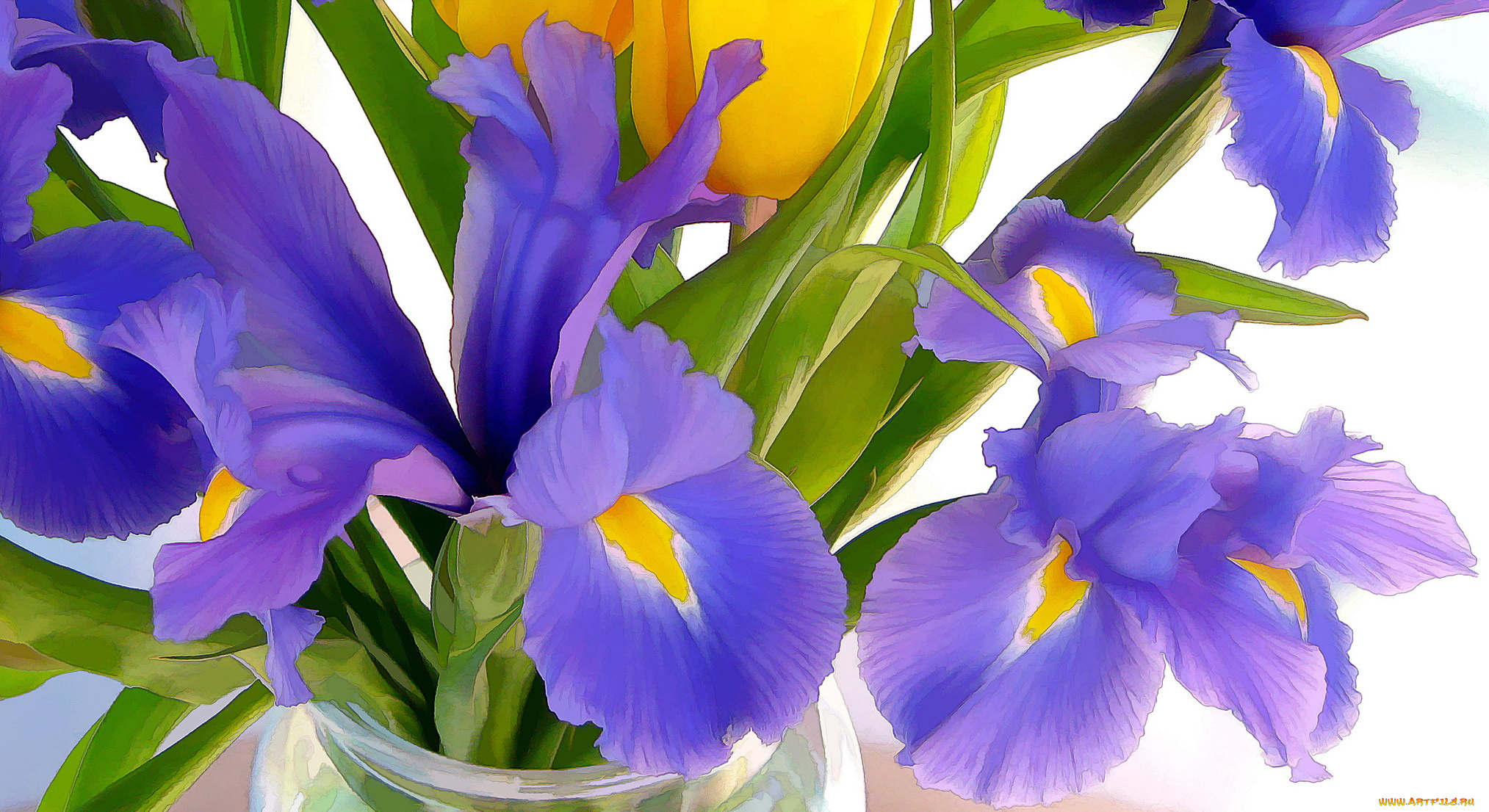 рисованные, цветы, ирис