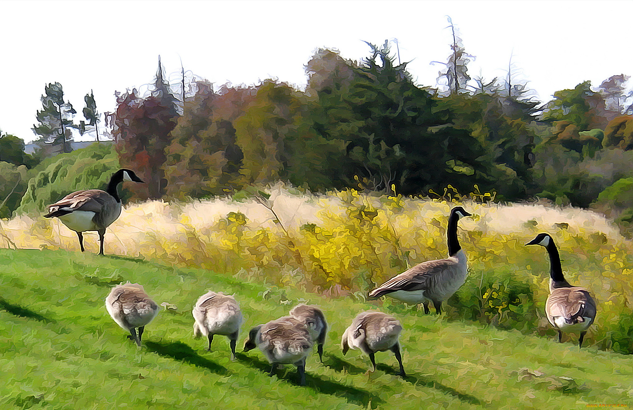 разное, компьютерный, дизайн, животные, гуси