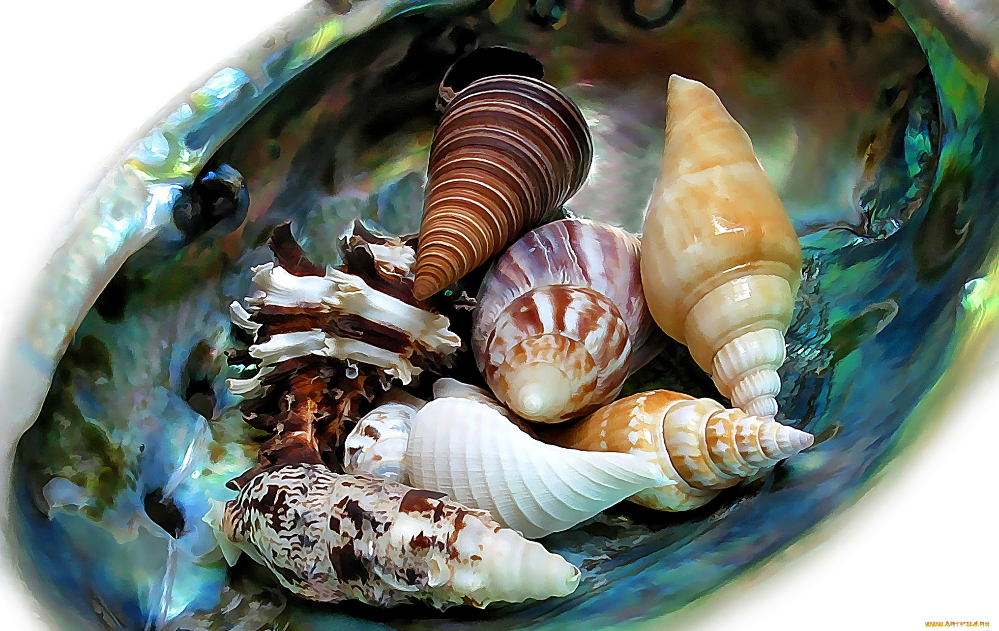 рисованные, -, другое, ракушки