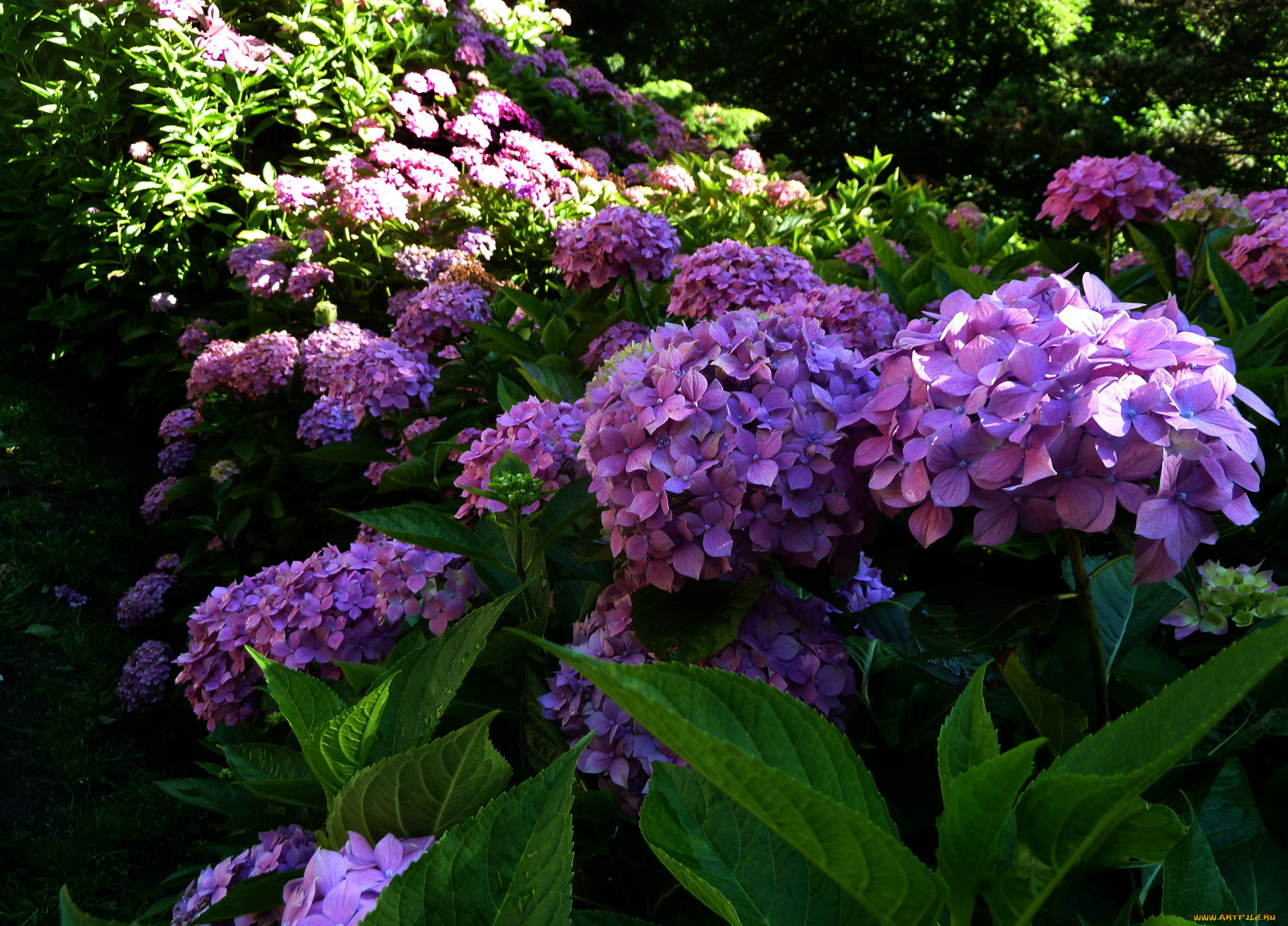 цветы, гортензия
