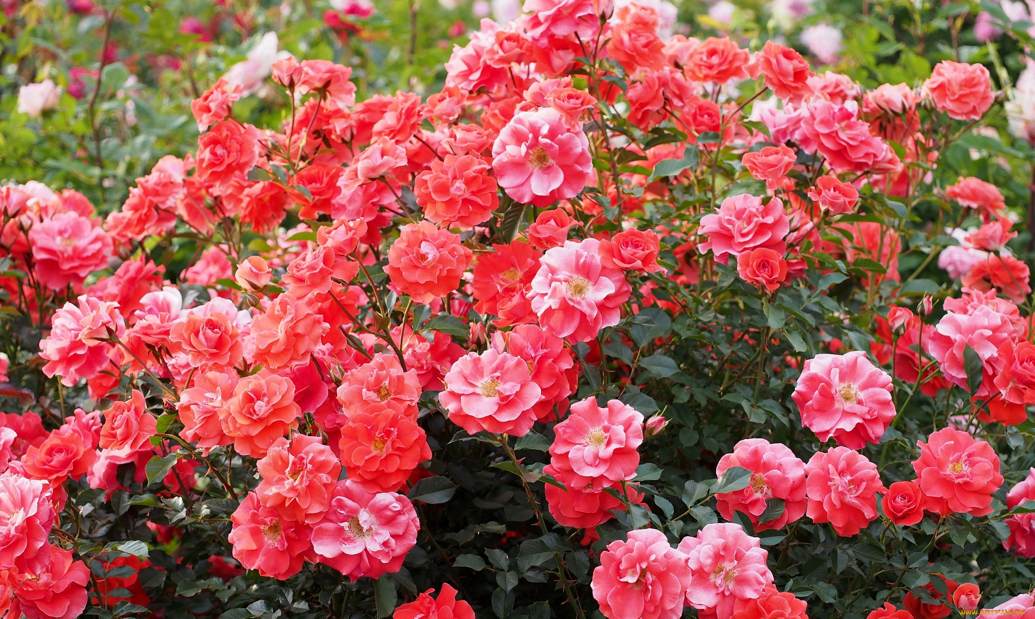 цветы, розы, куст