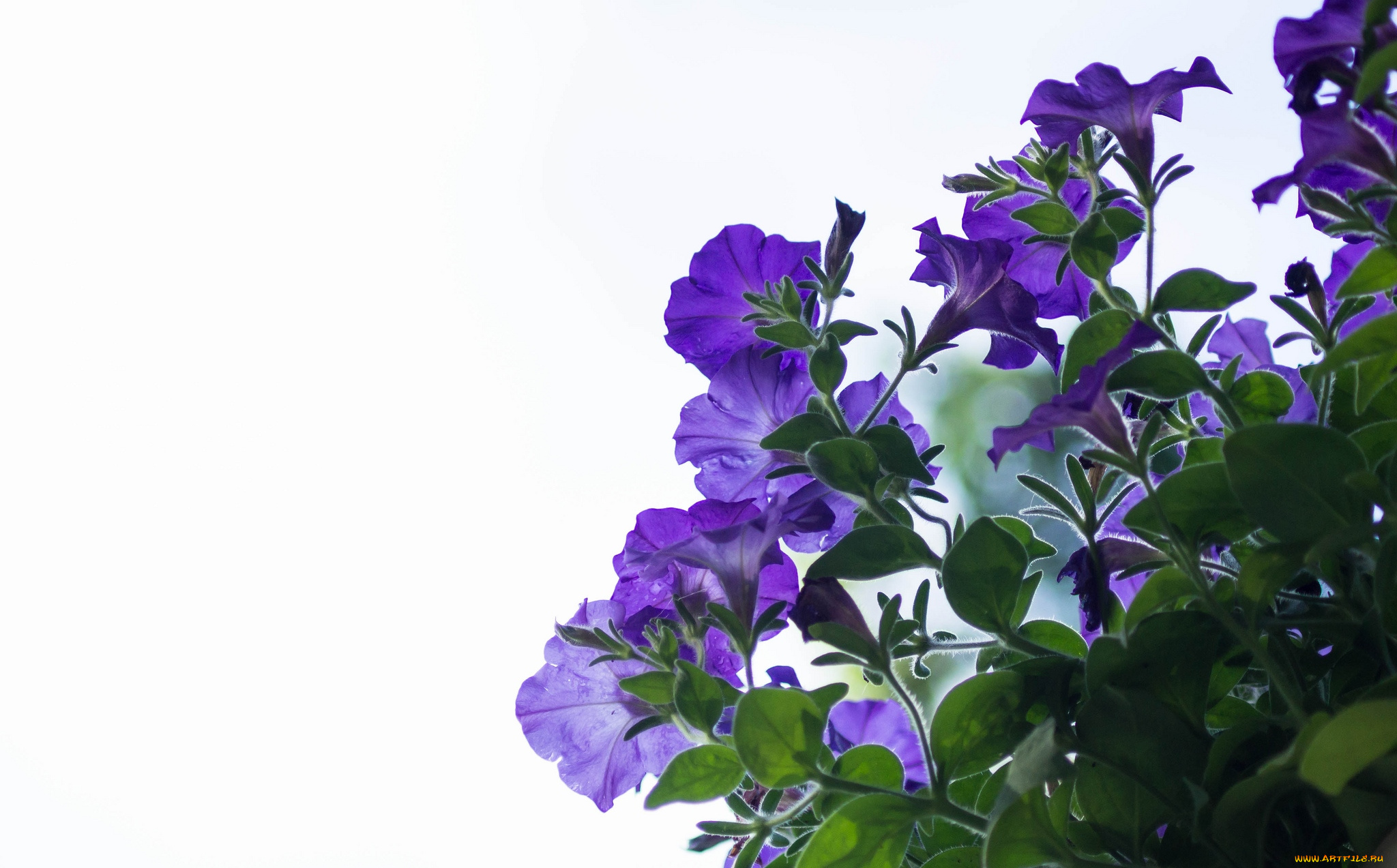 цветы, петунии, , калибрахоа, петуния