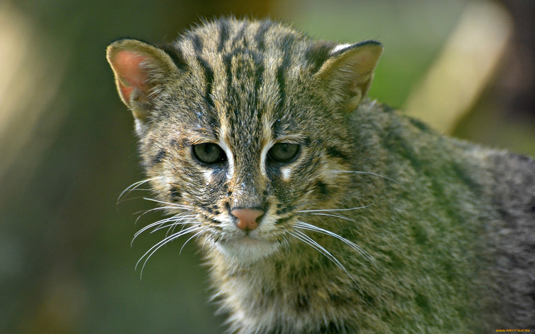 животные, дикие, кошки, котёнок, кошка-рыболов