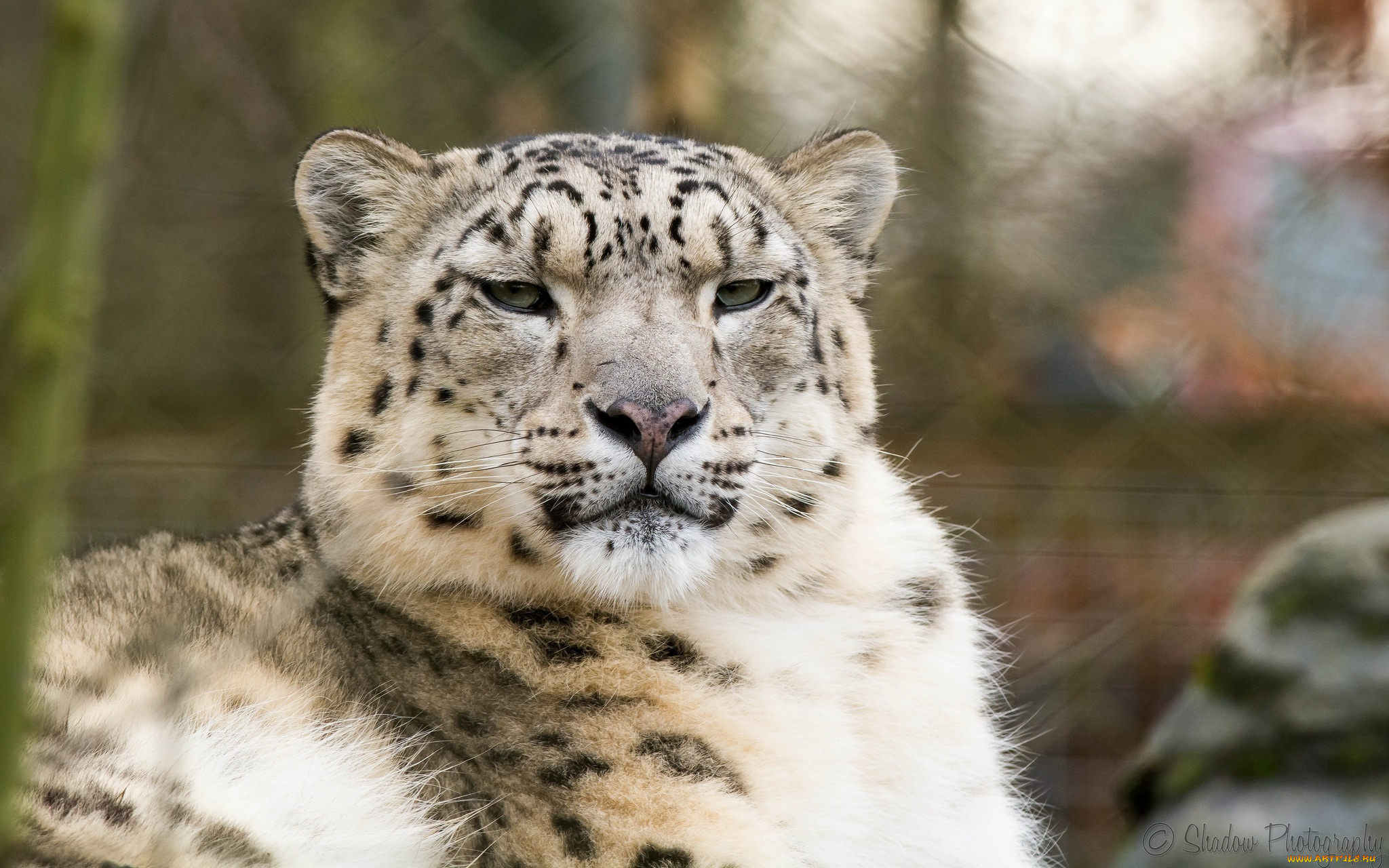 животные, снежный, барс, , ирбис, барс, морда