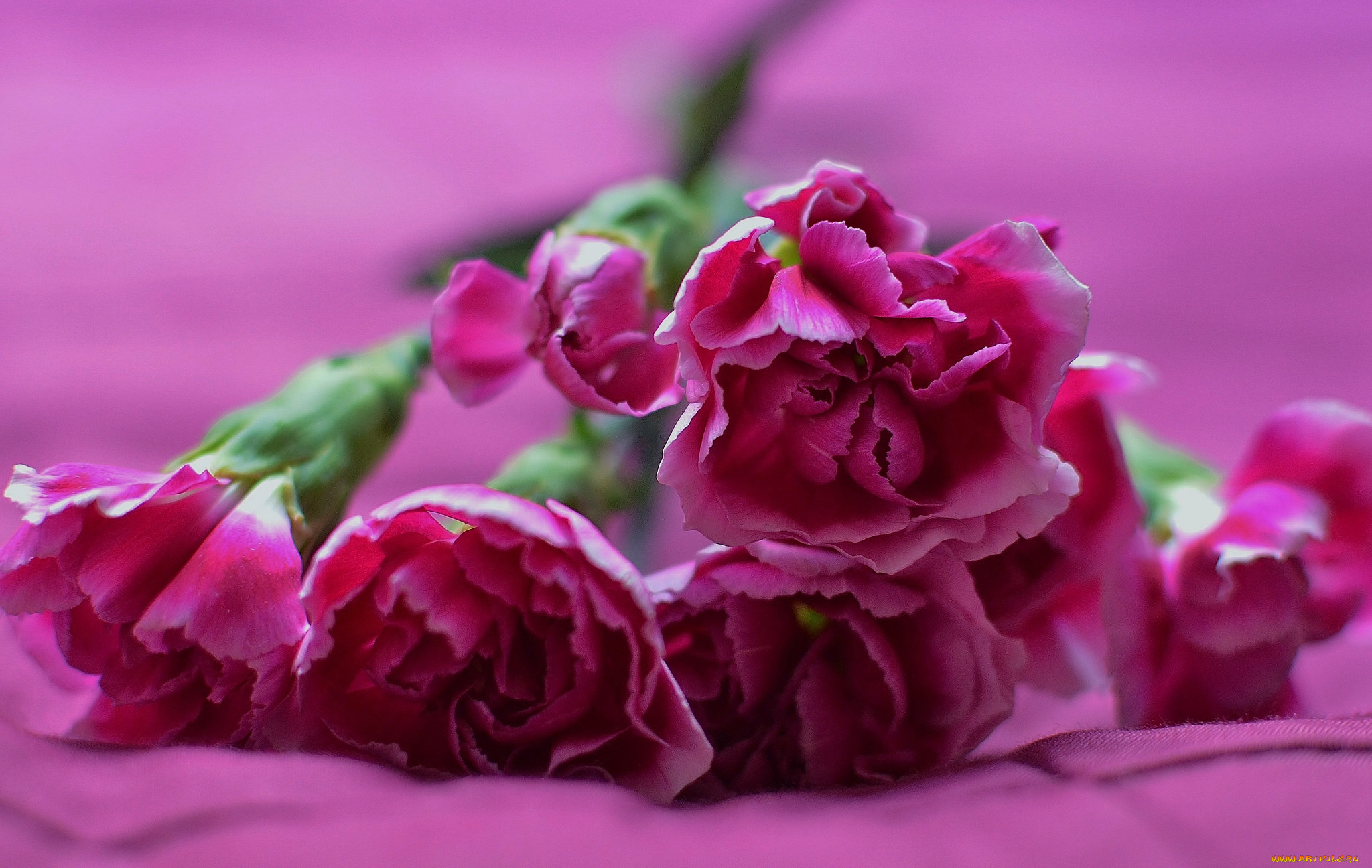 цветы, гвоздики, гвоздика