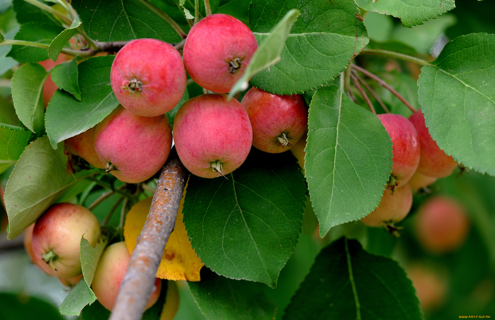 природа, плоды, яблоки
