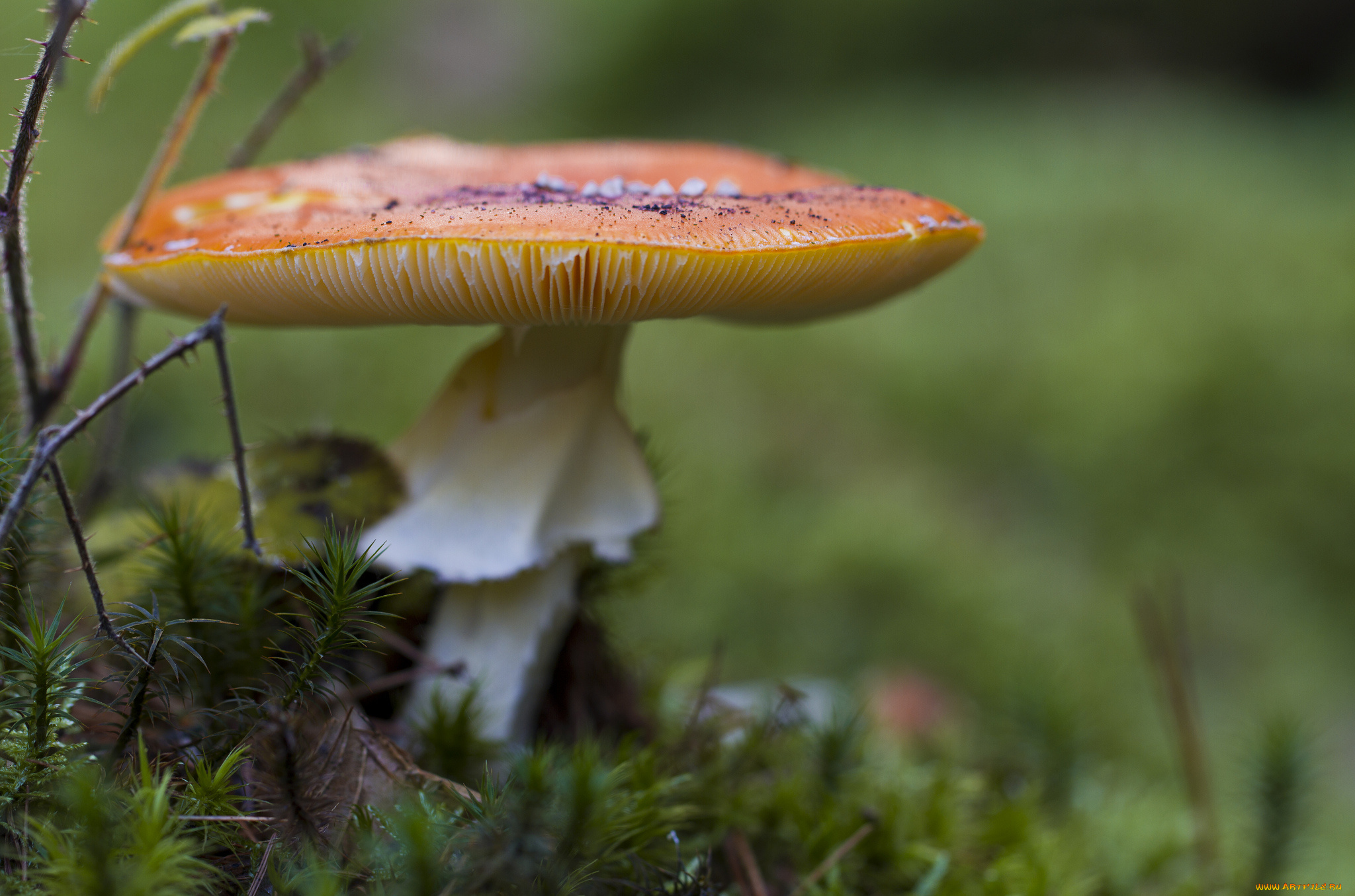 природа, грибы, гриб