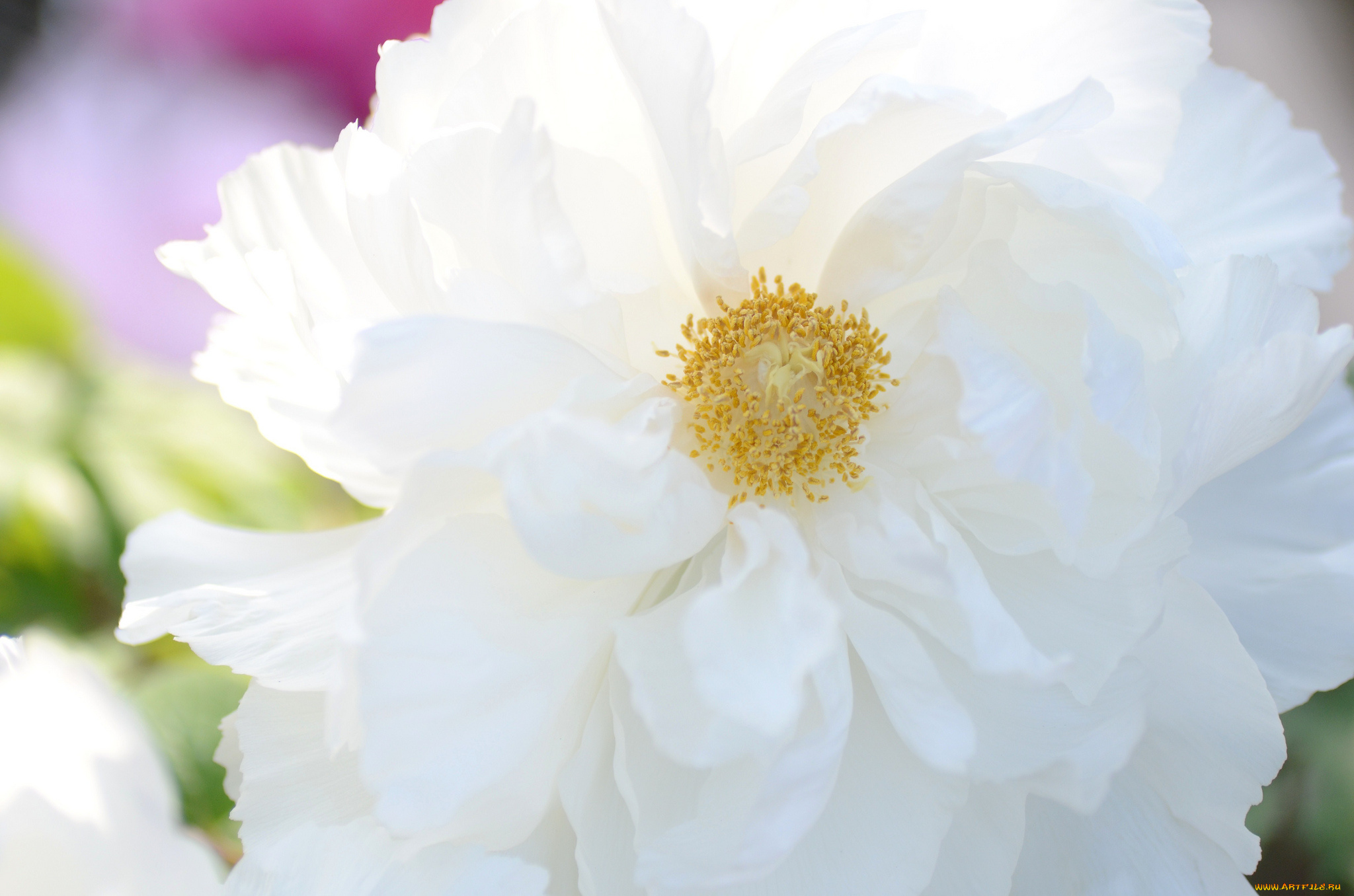 цветы, пионы, белоснежный