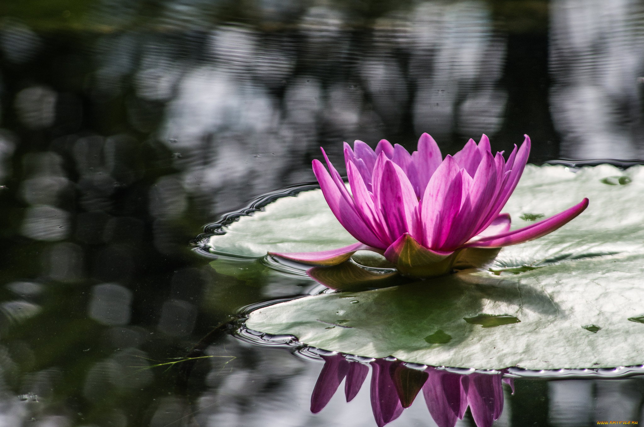 цветы, лилии, водяные, , нимфеи, , кувшинки, лотос