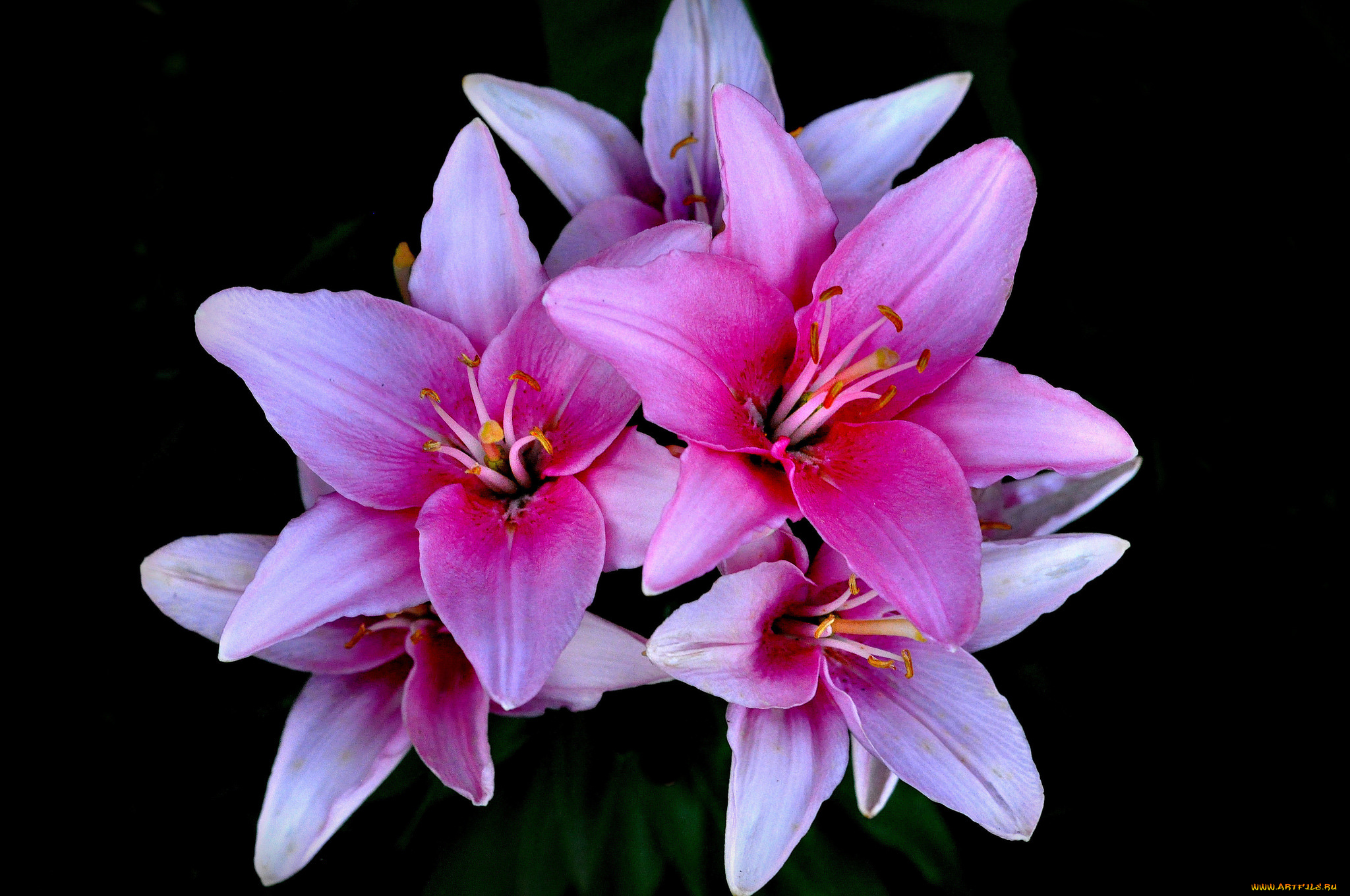 цветы, лилии, , лилейники