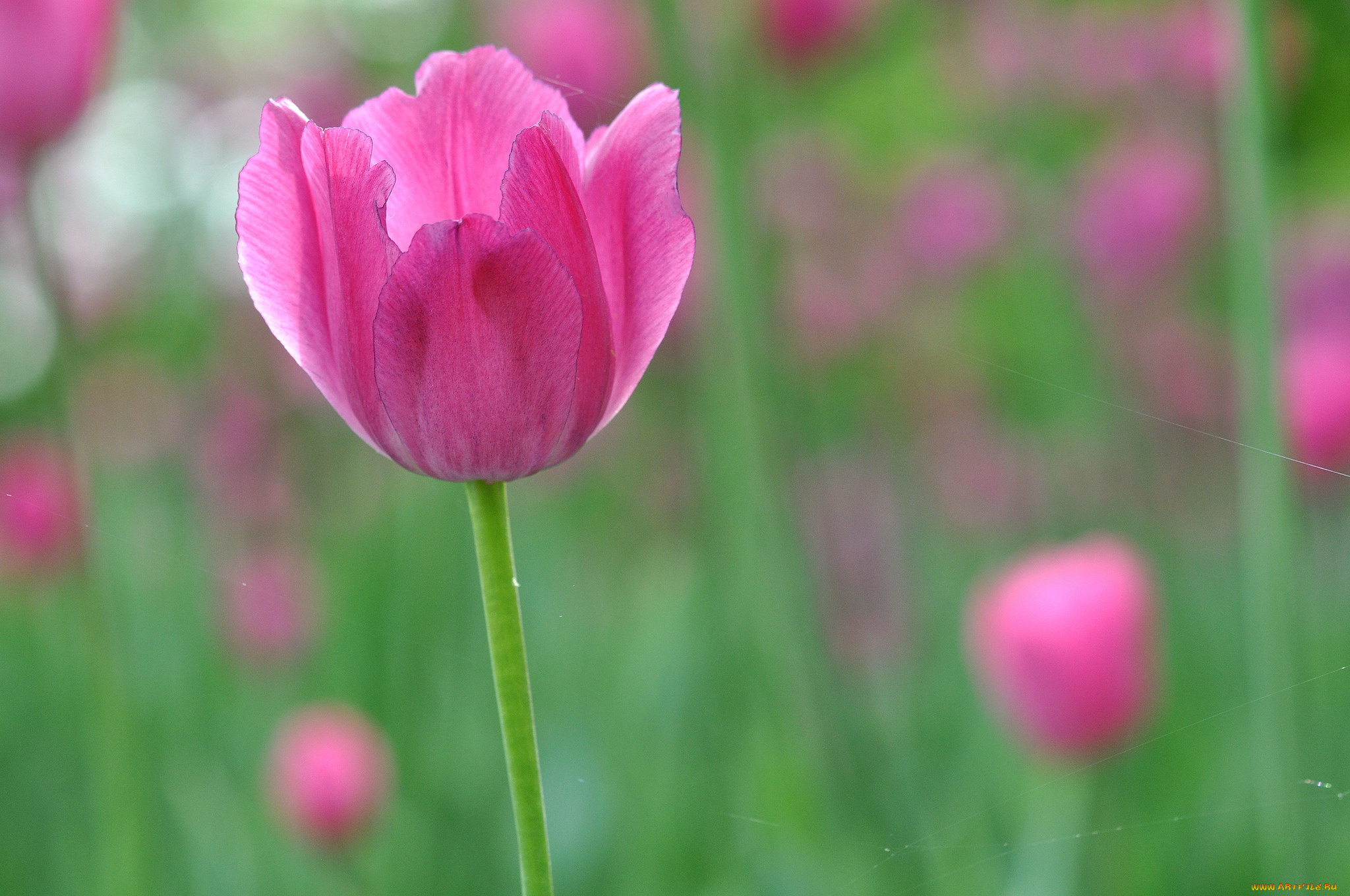цветы, тюльпаны, тюльпан