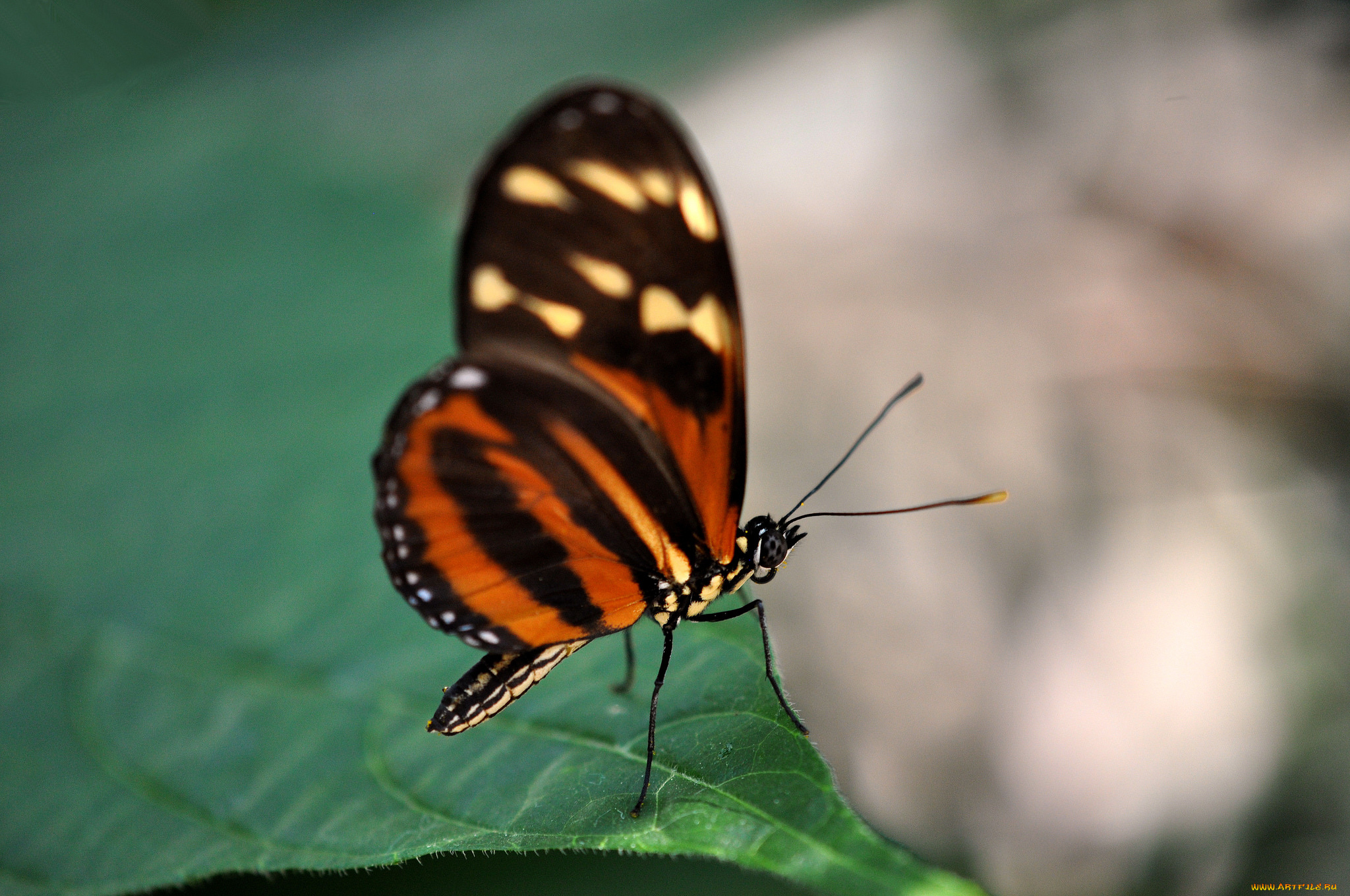 животные, бабочки, бабочка