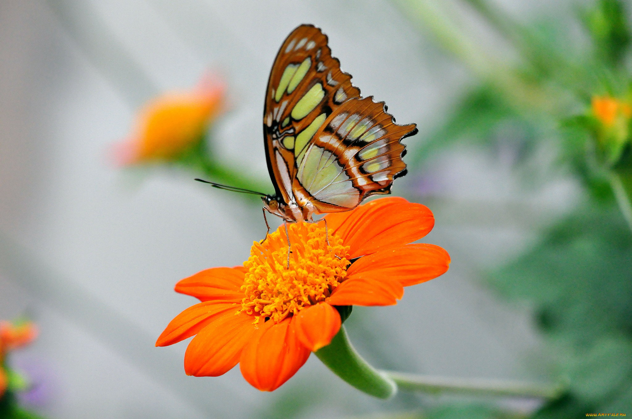 животные, бабочки, бабочка