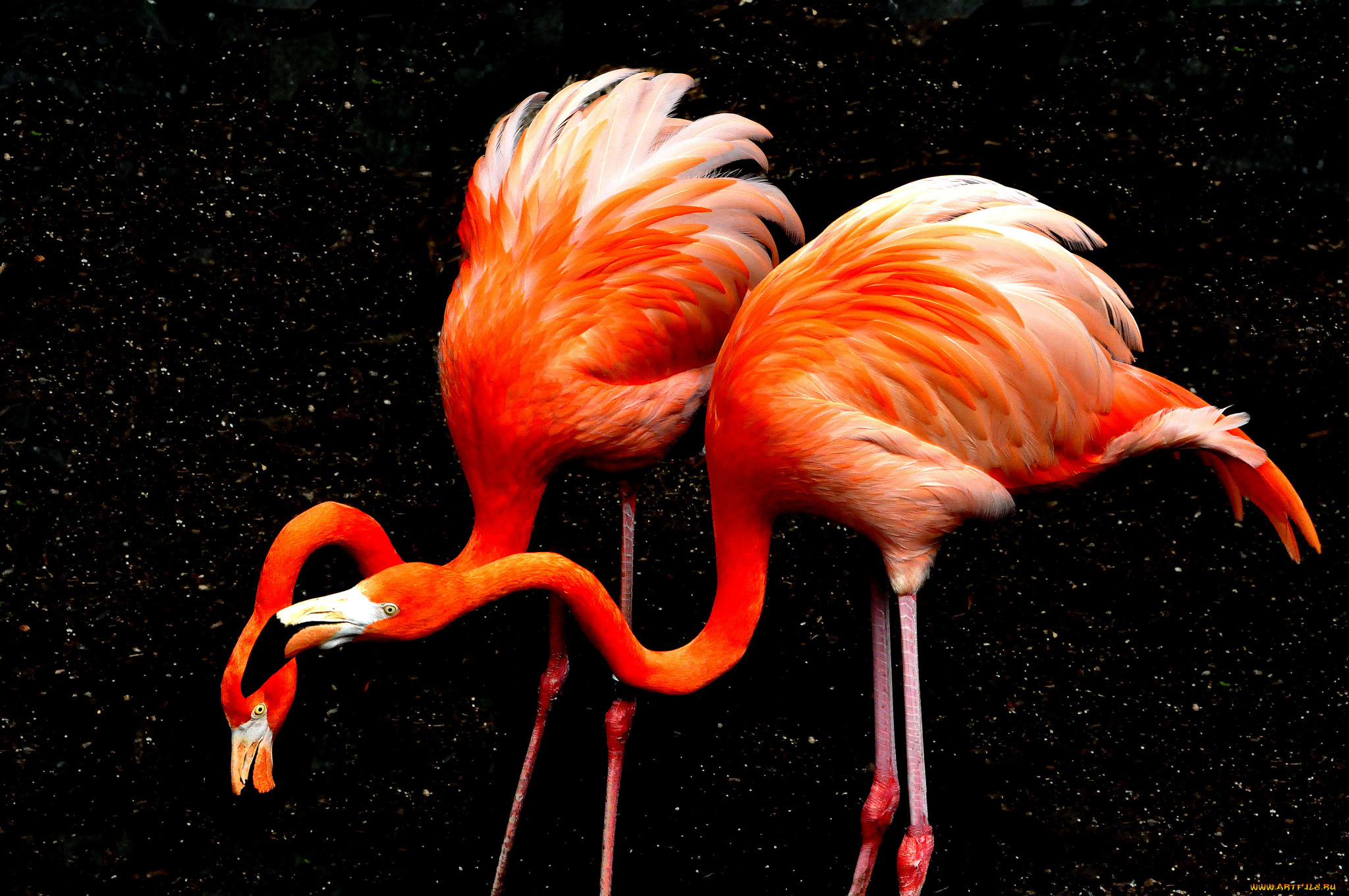 животные, фламинго