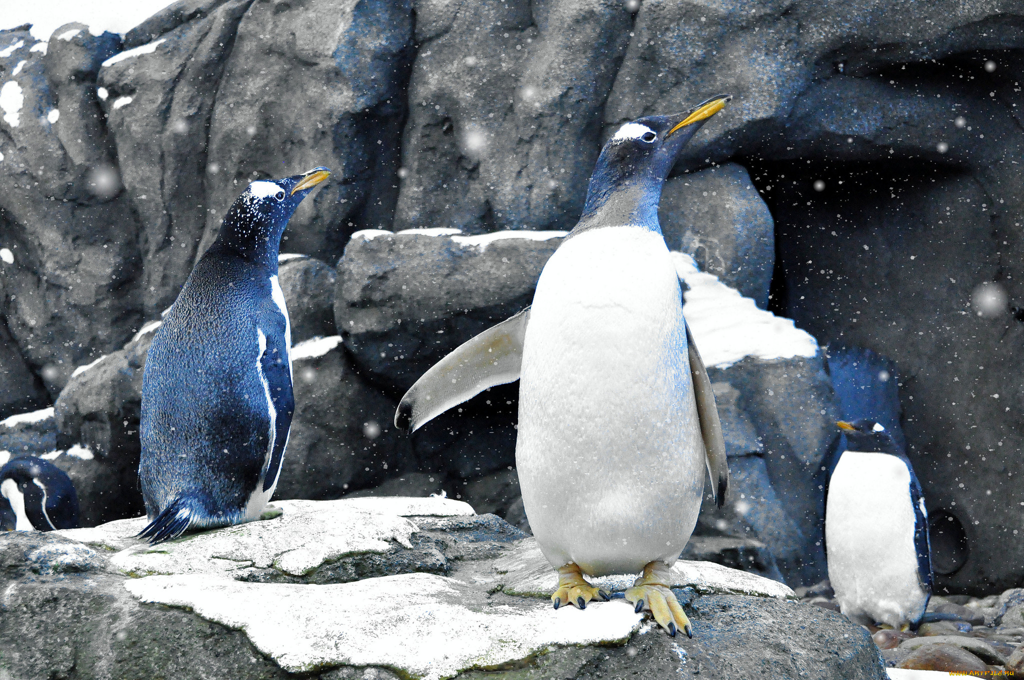животные, пингвины