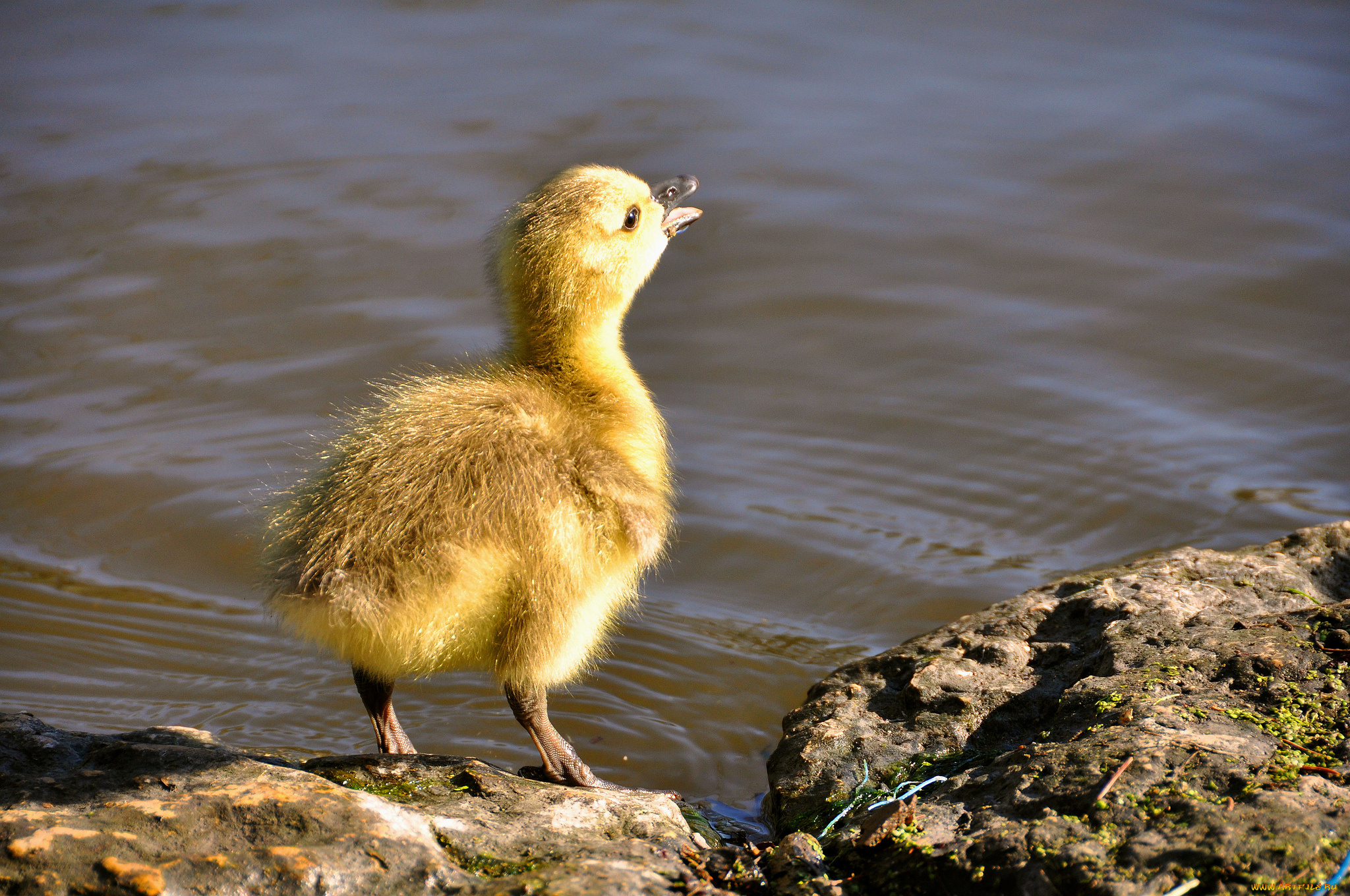 животные, утки, утенок