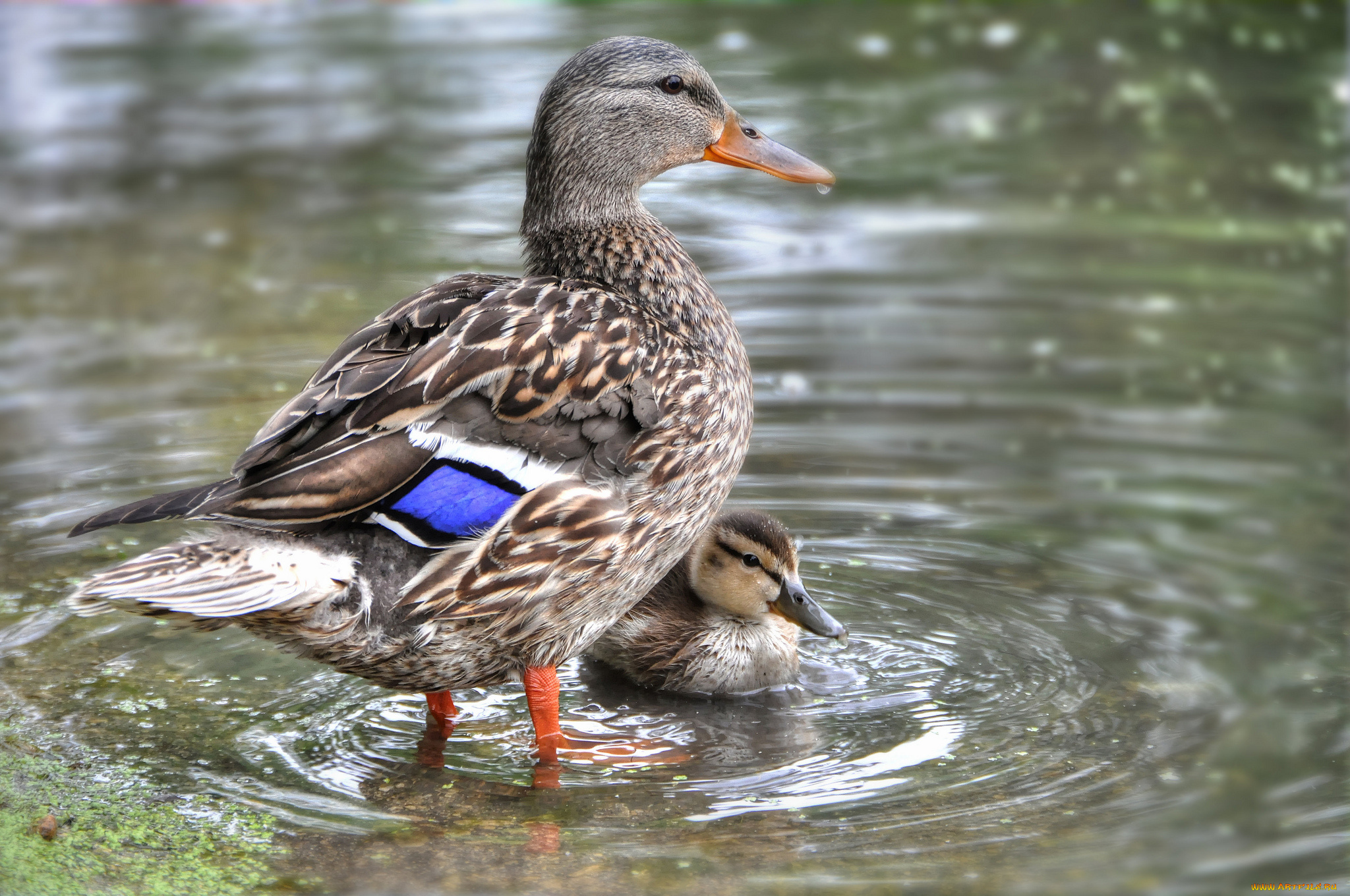 животные, утки, утенок, утка