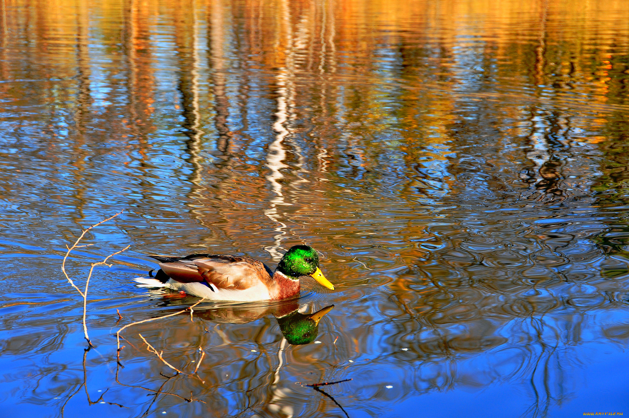 животные, утки, утка