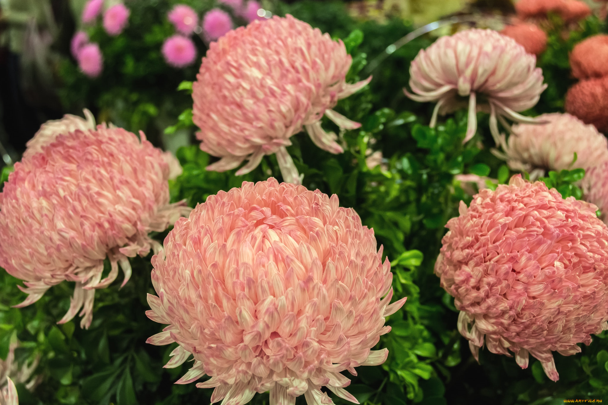 цветы, хризантемы, шары