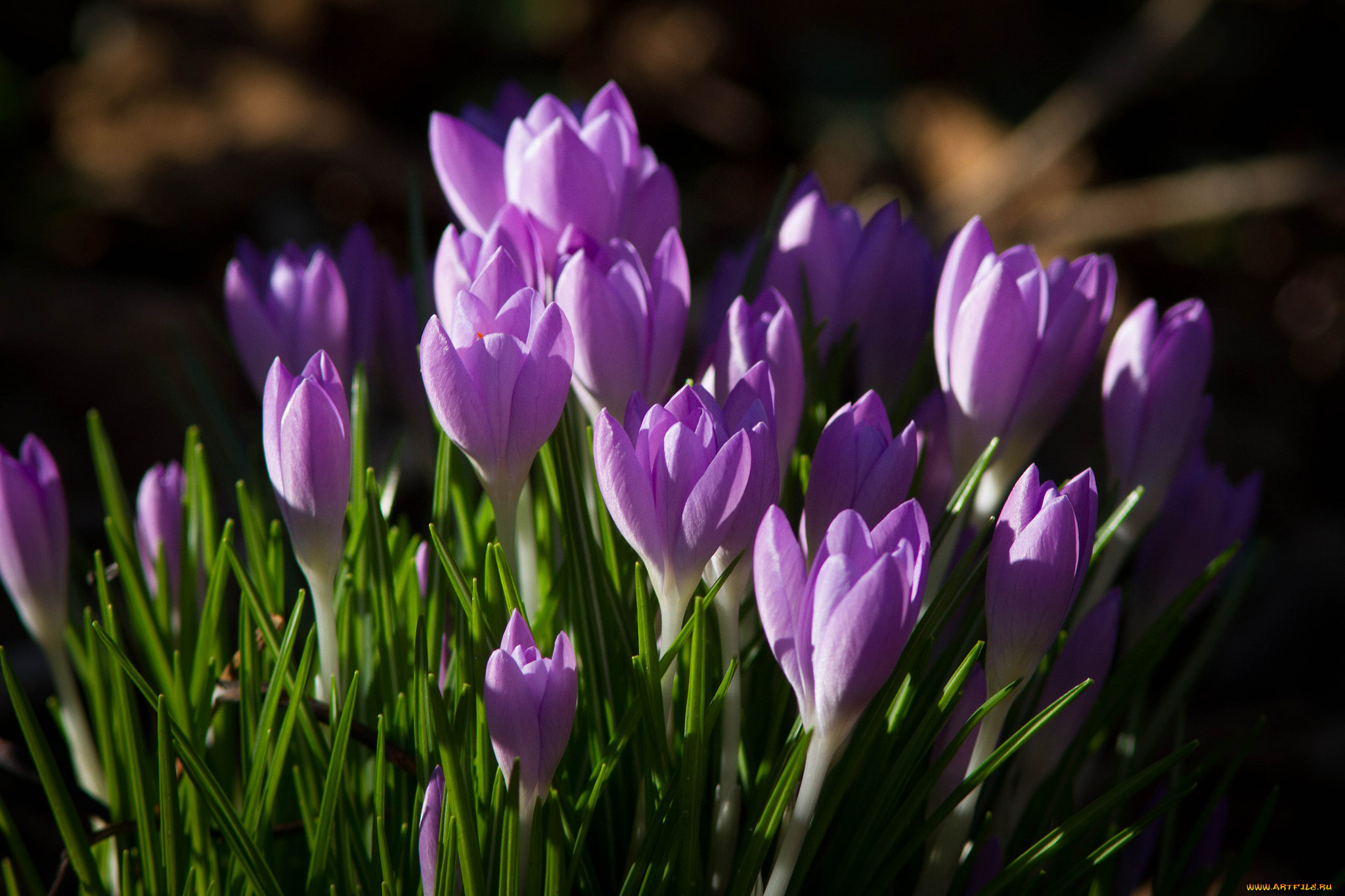 цветы, крокусы