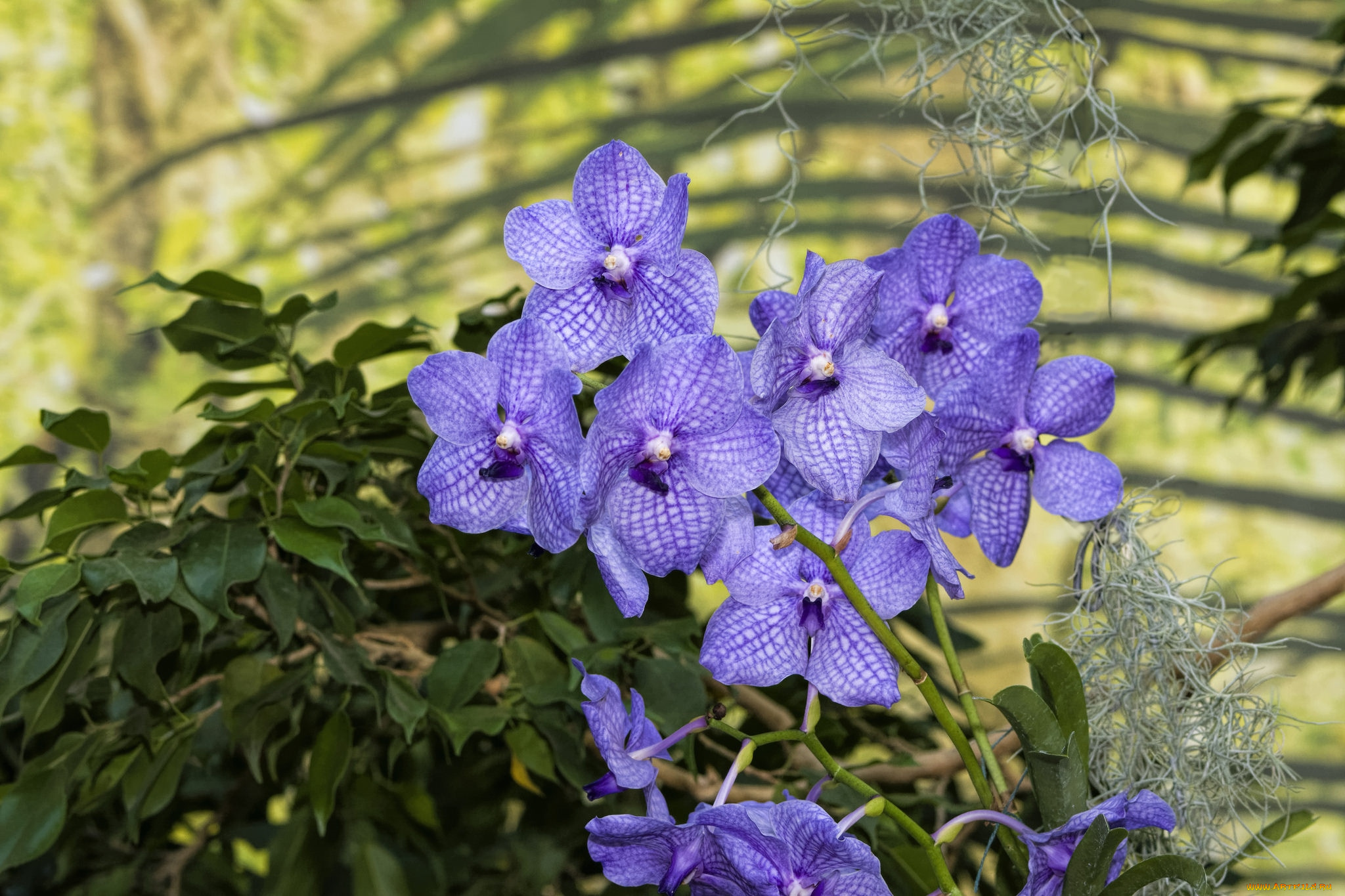 цветы, орхидеи, экзотика