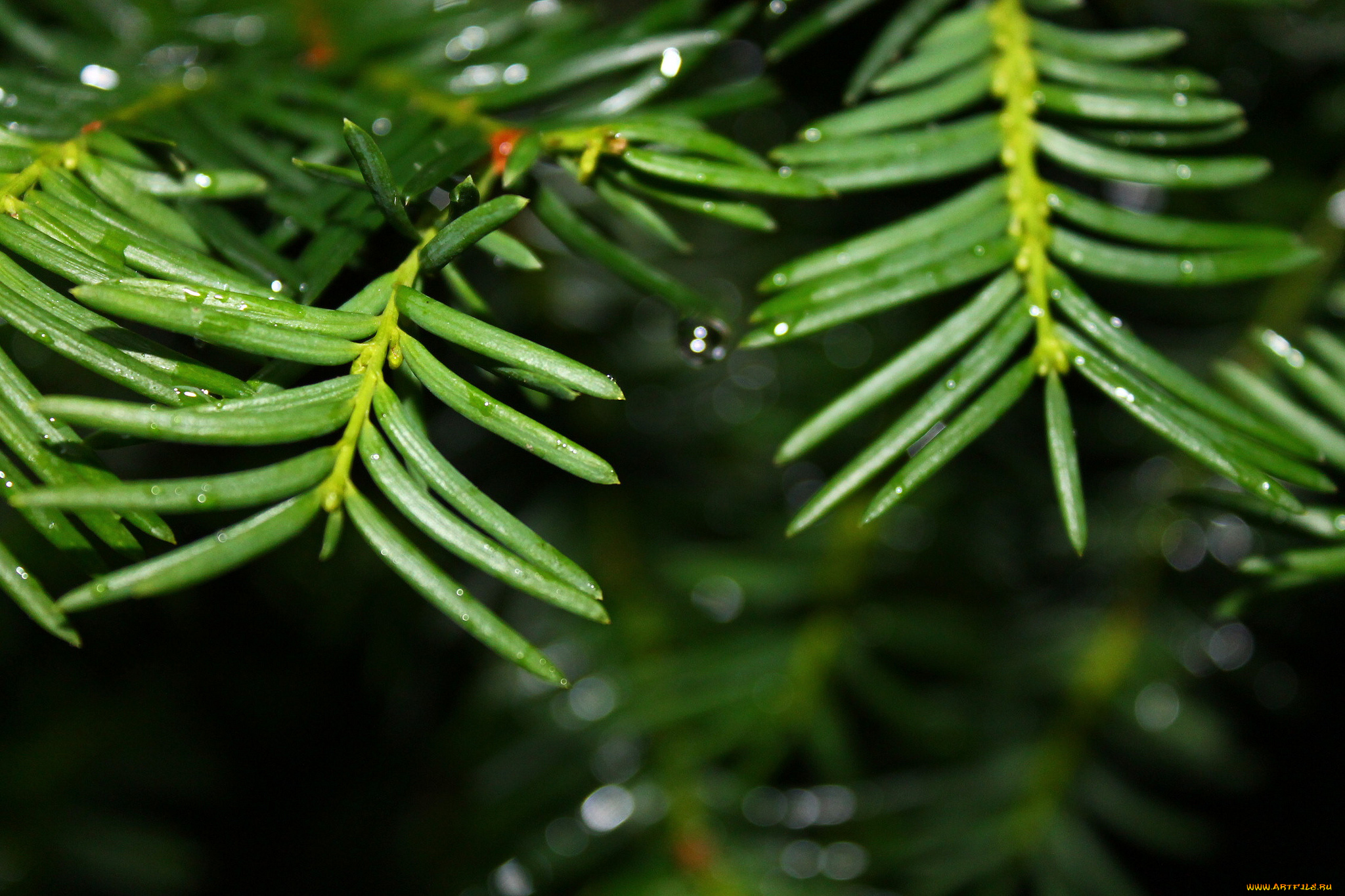 природа, макро, веточка