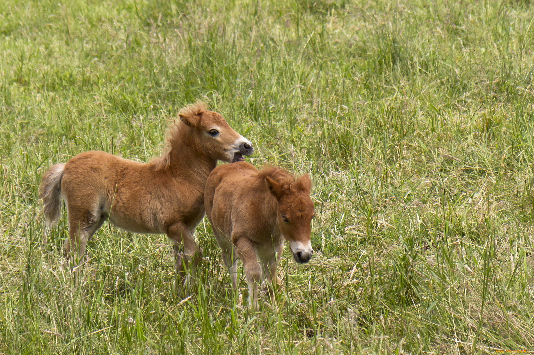 животные, лошади
