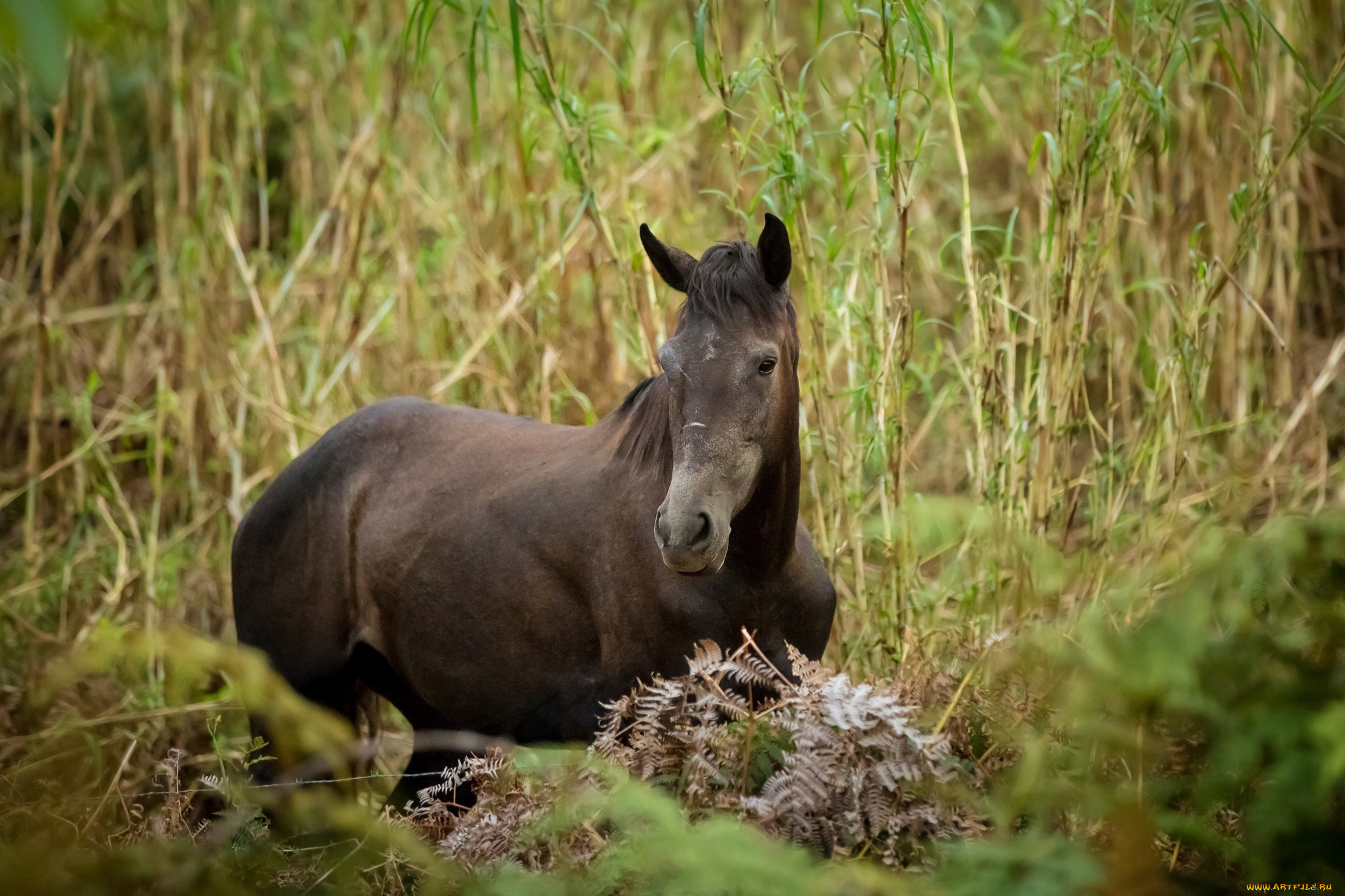 животные, лошади, лошадь, заросли