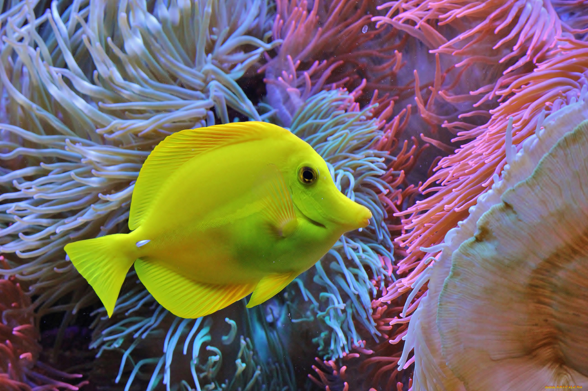 животные, рыбы, рыба