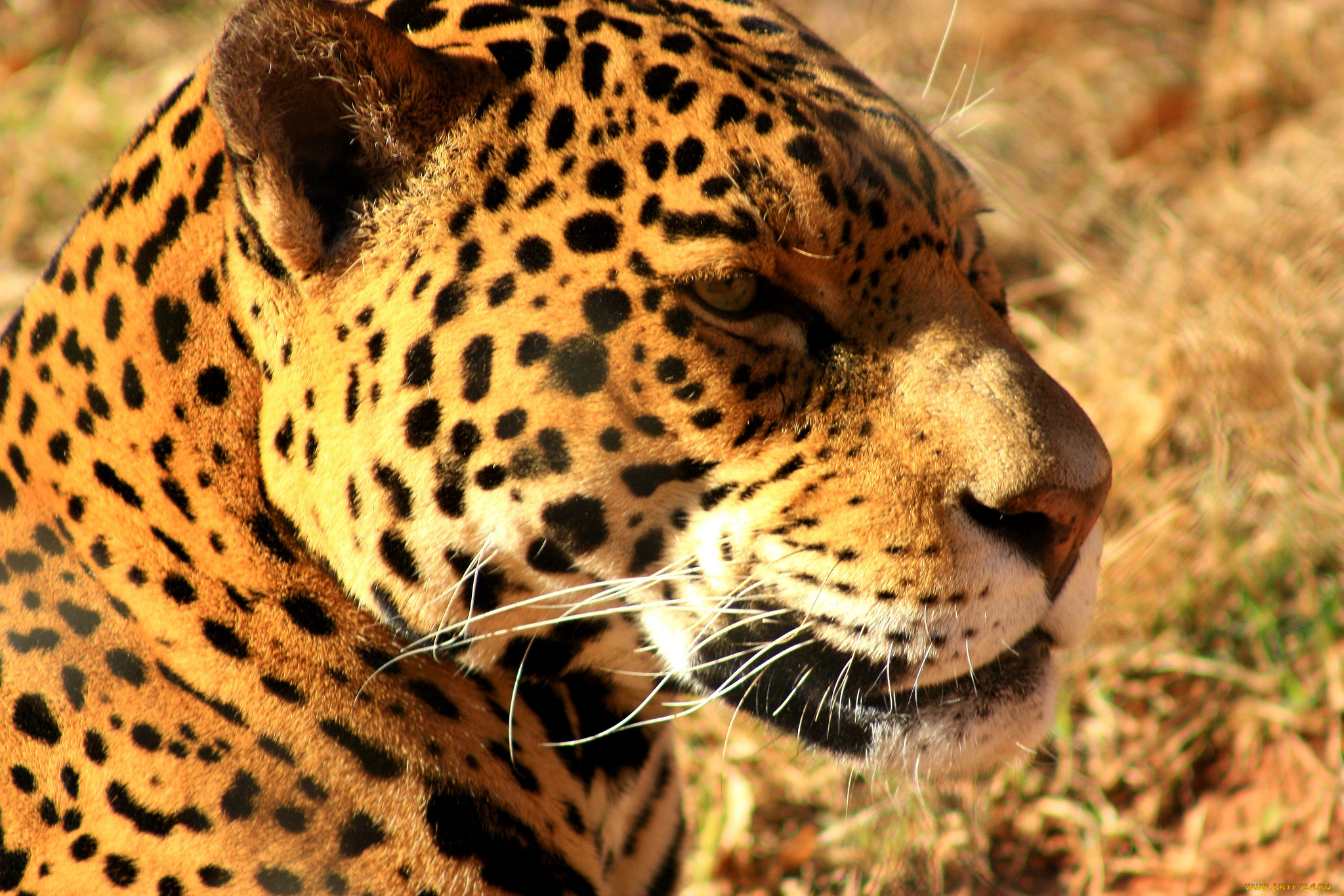 животные, Ягуары, ягуар