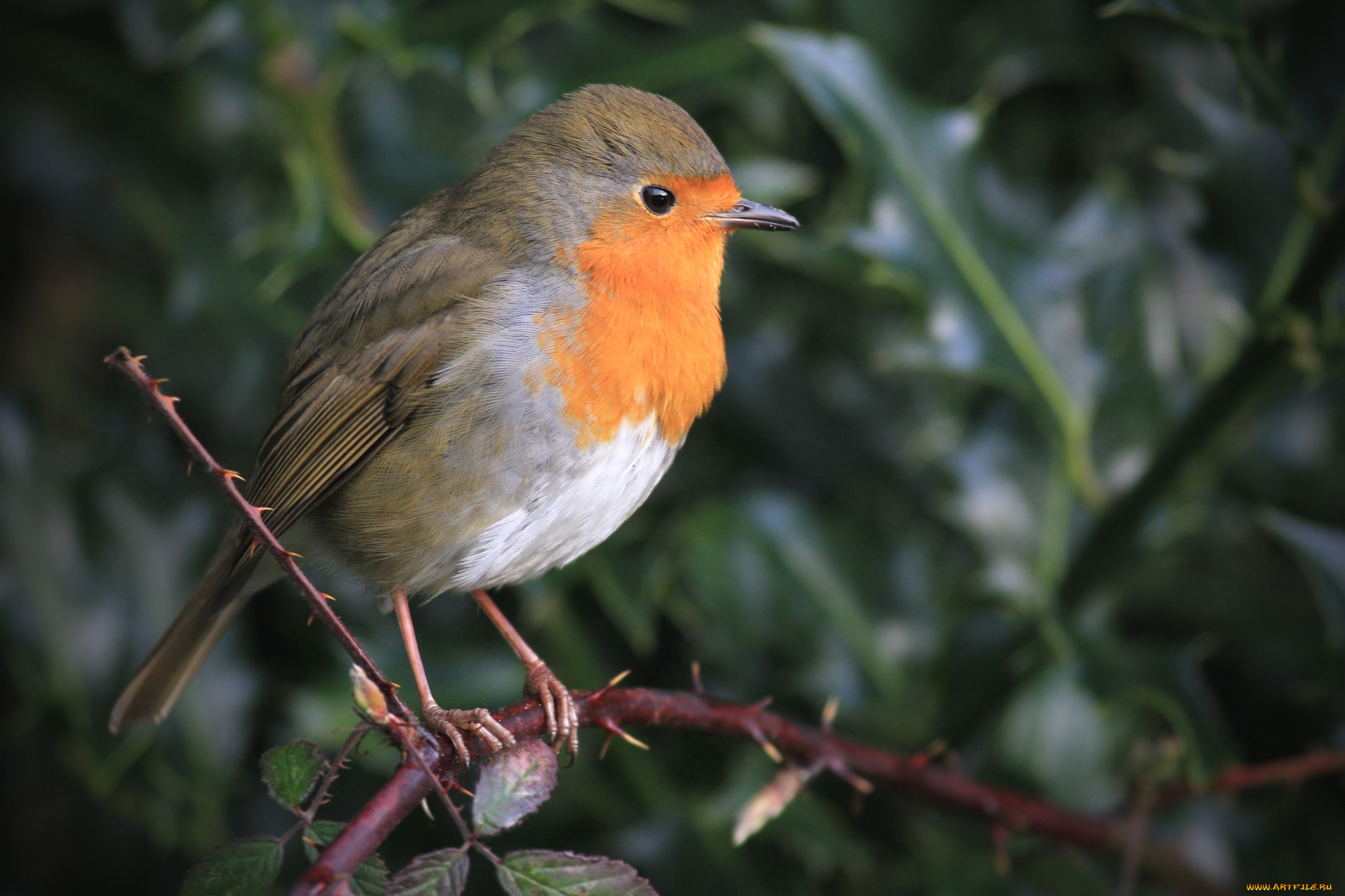 животные, зарянки, , малиновки, горлышко