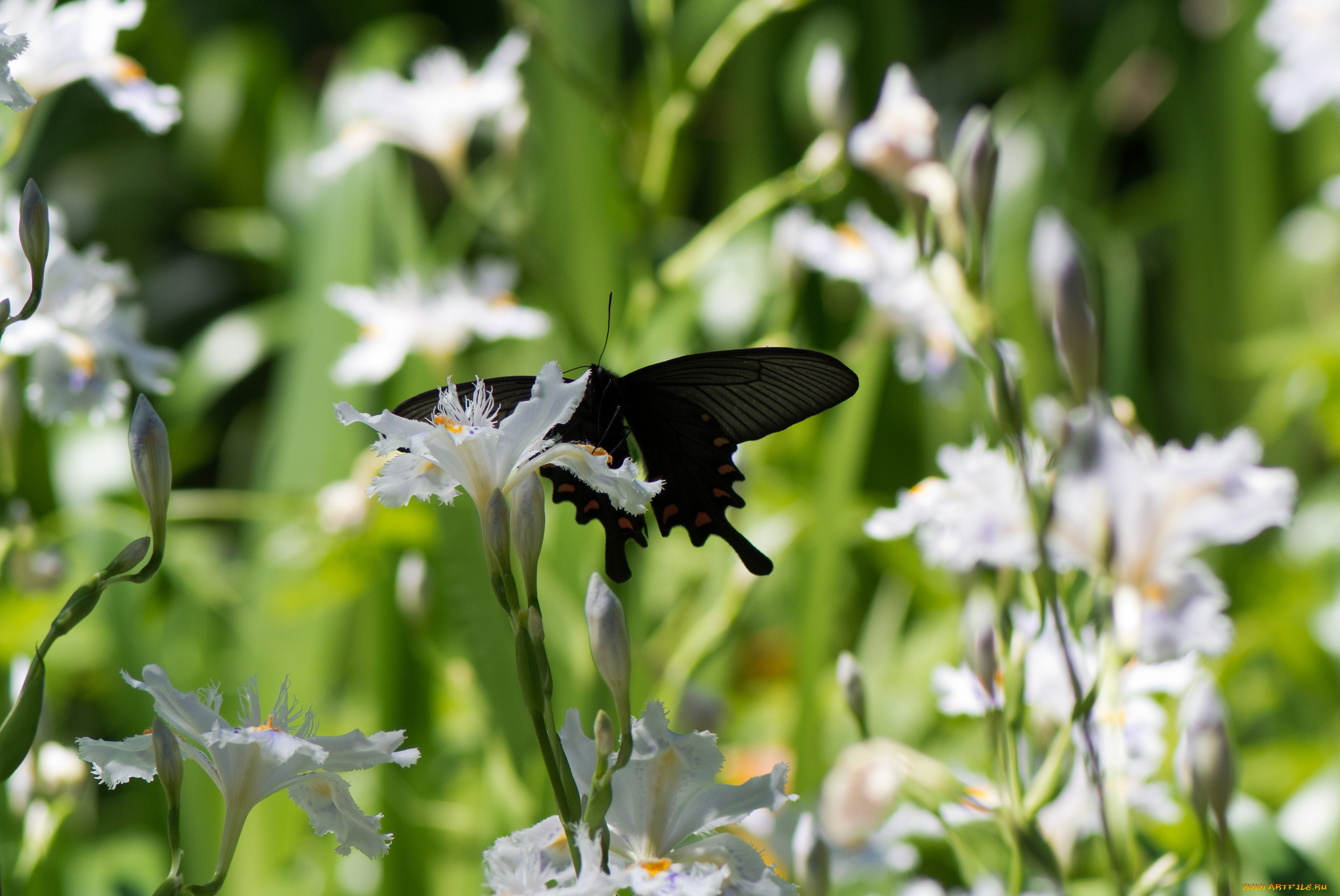 животные, бабочки, цветы, бабочка