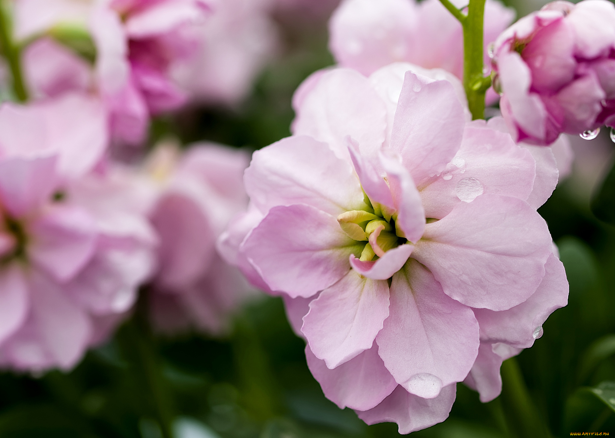 цветы, левкой, , матиола, макро