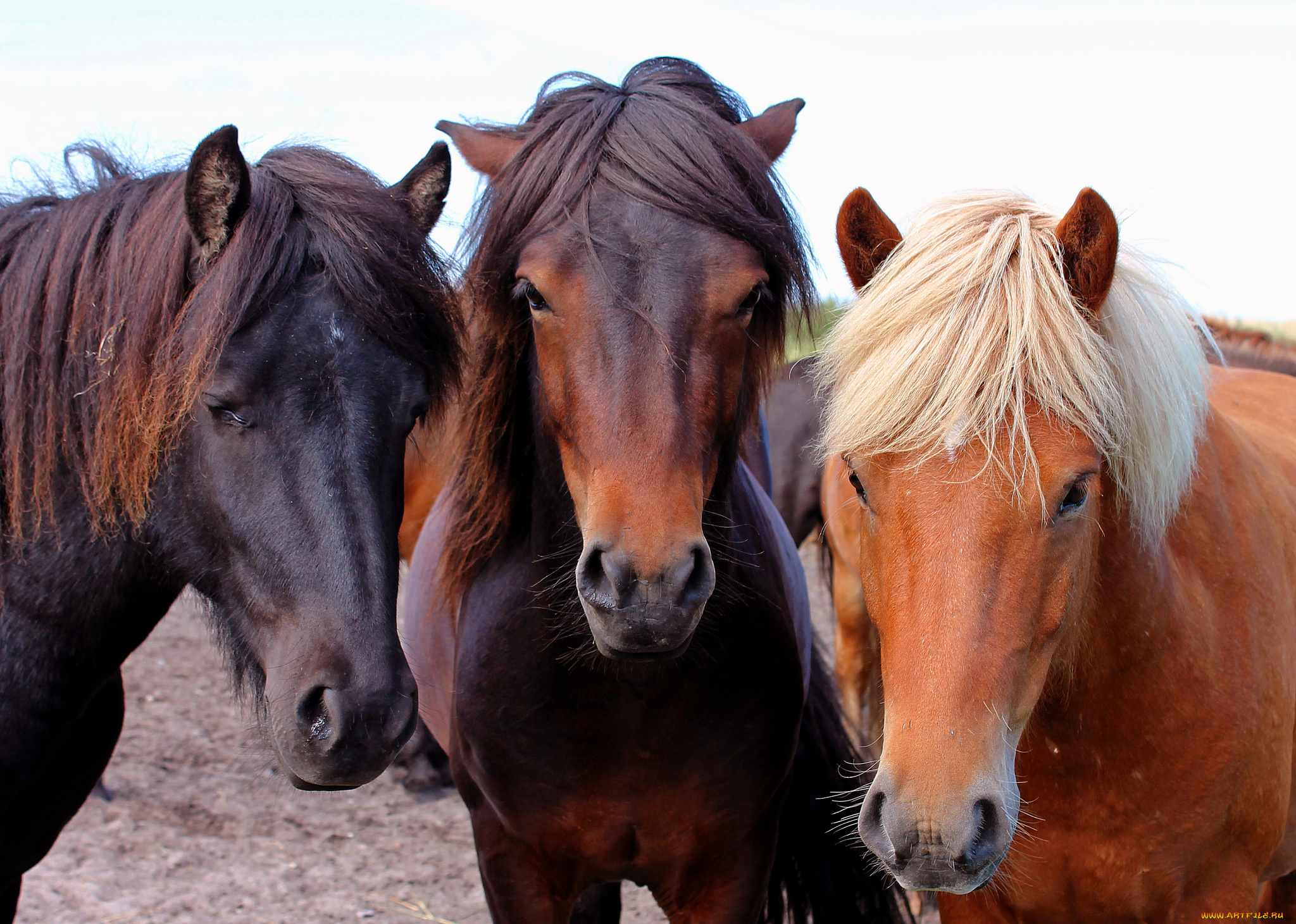 животные, лошади
