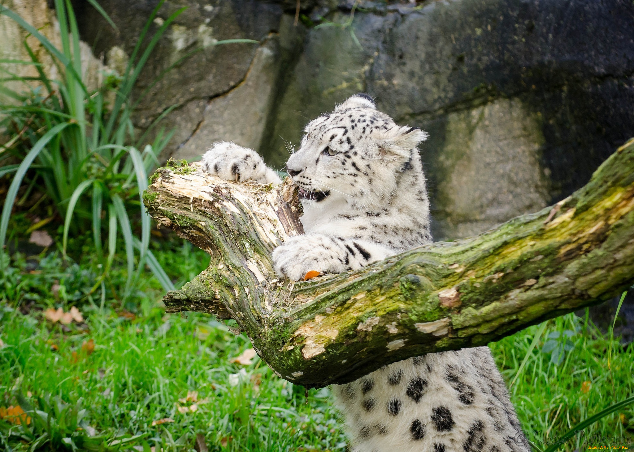 животные, снежный, барс, , ирбис, котенок, игра, бревно, кошка, детеныш, барс