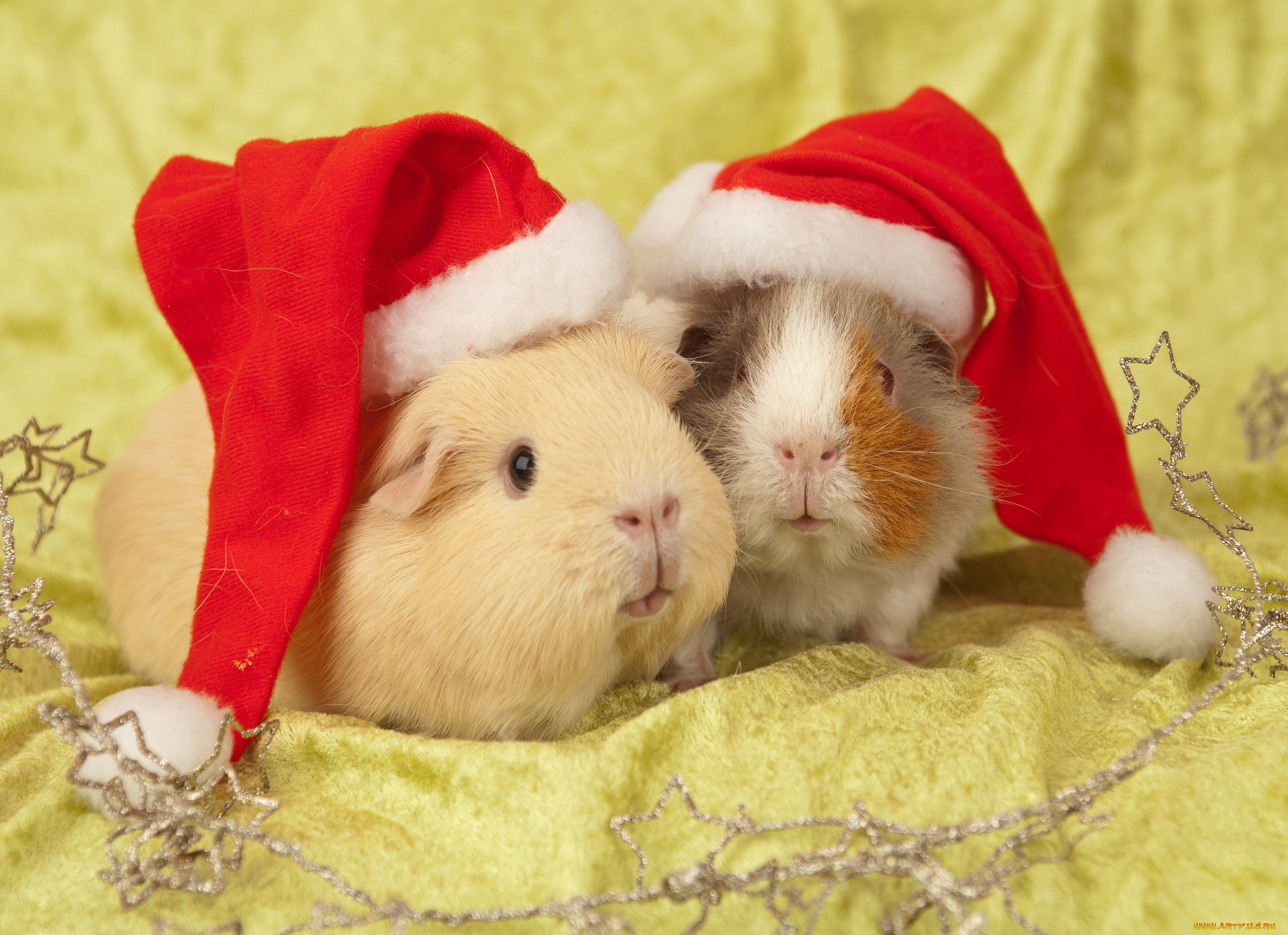 животные, морские, свинки, , хомяки, морская, свинка