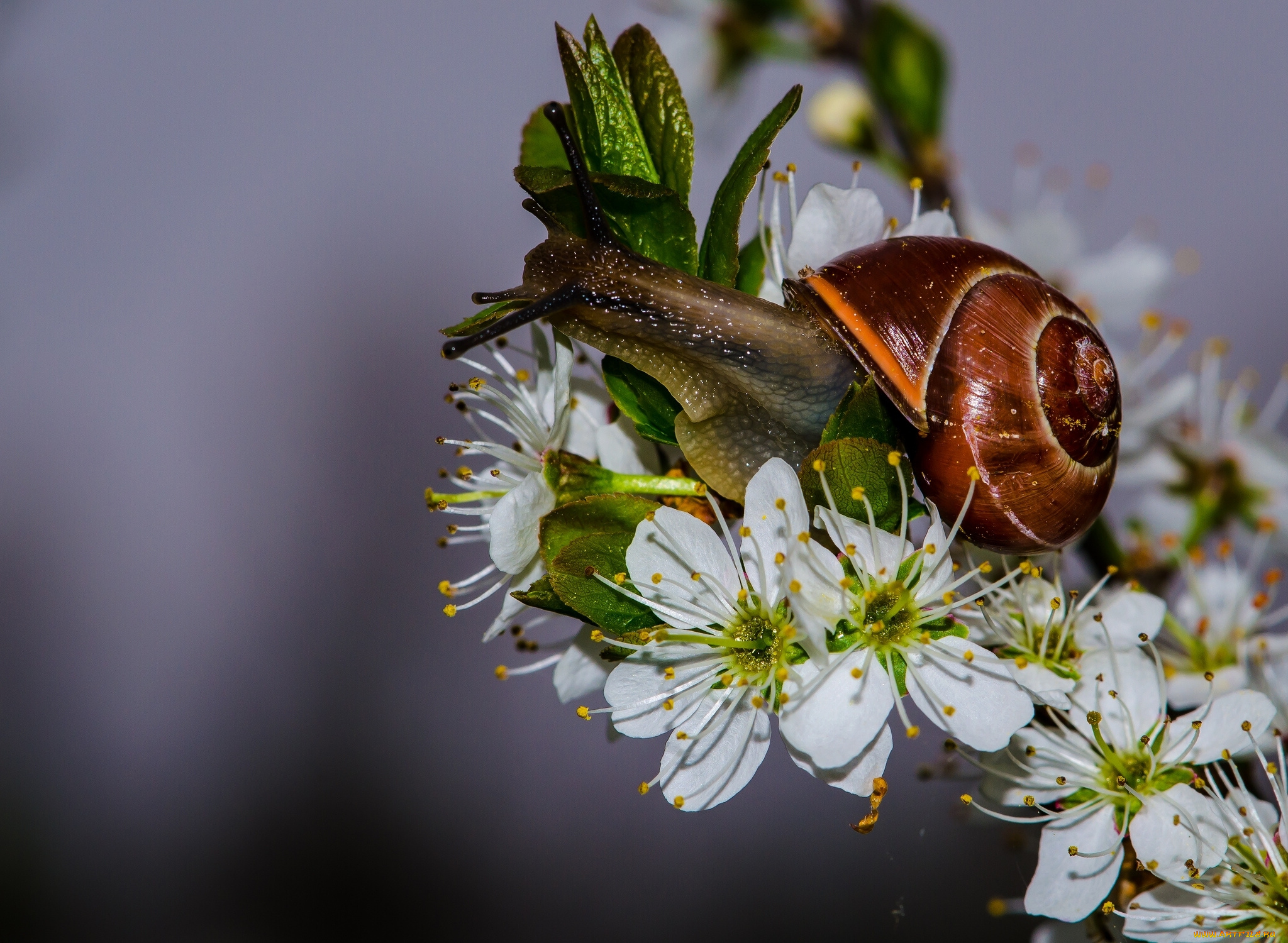 животные, улитки, улитка, цветы, макро