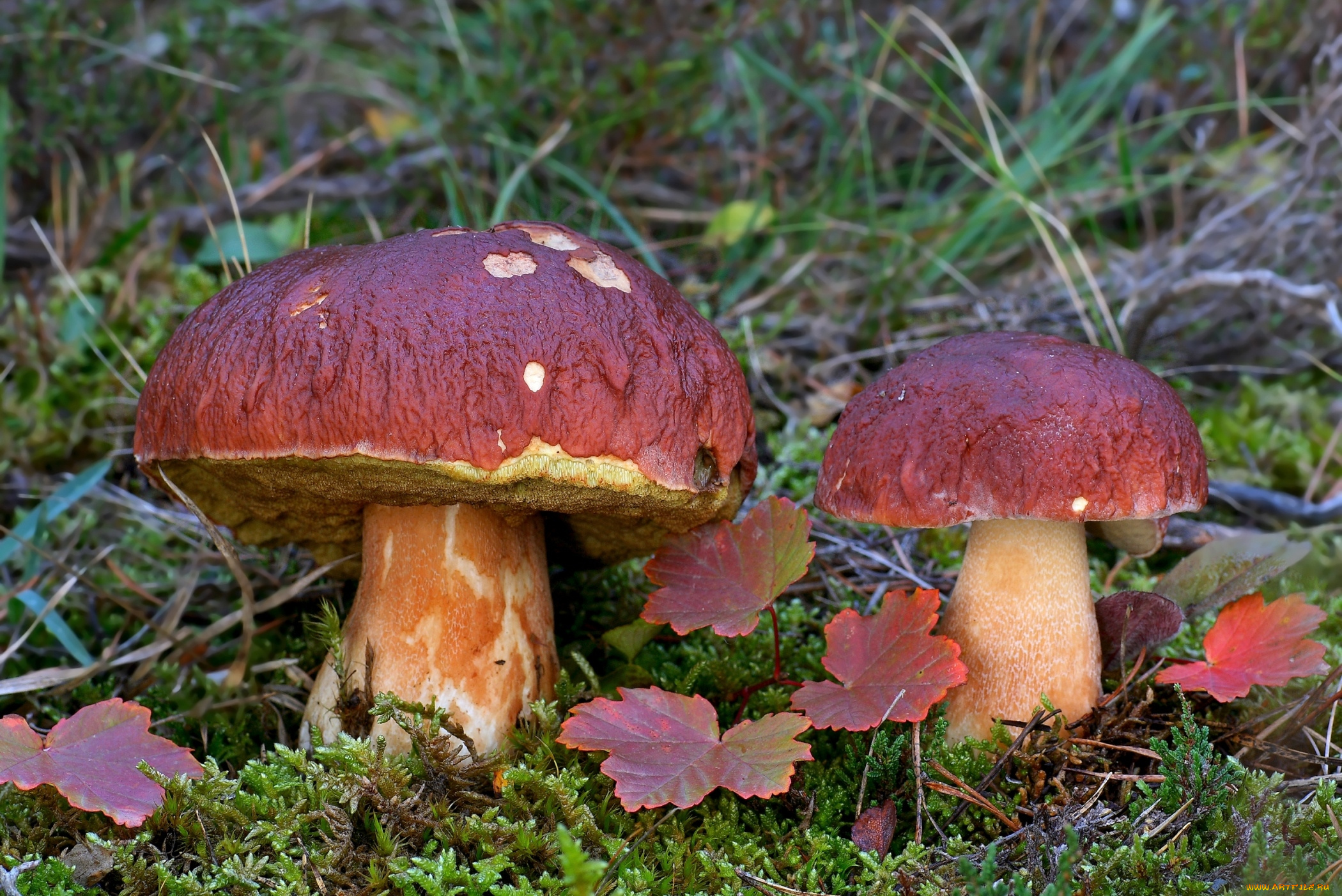 природа, грибы, боровики