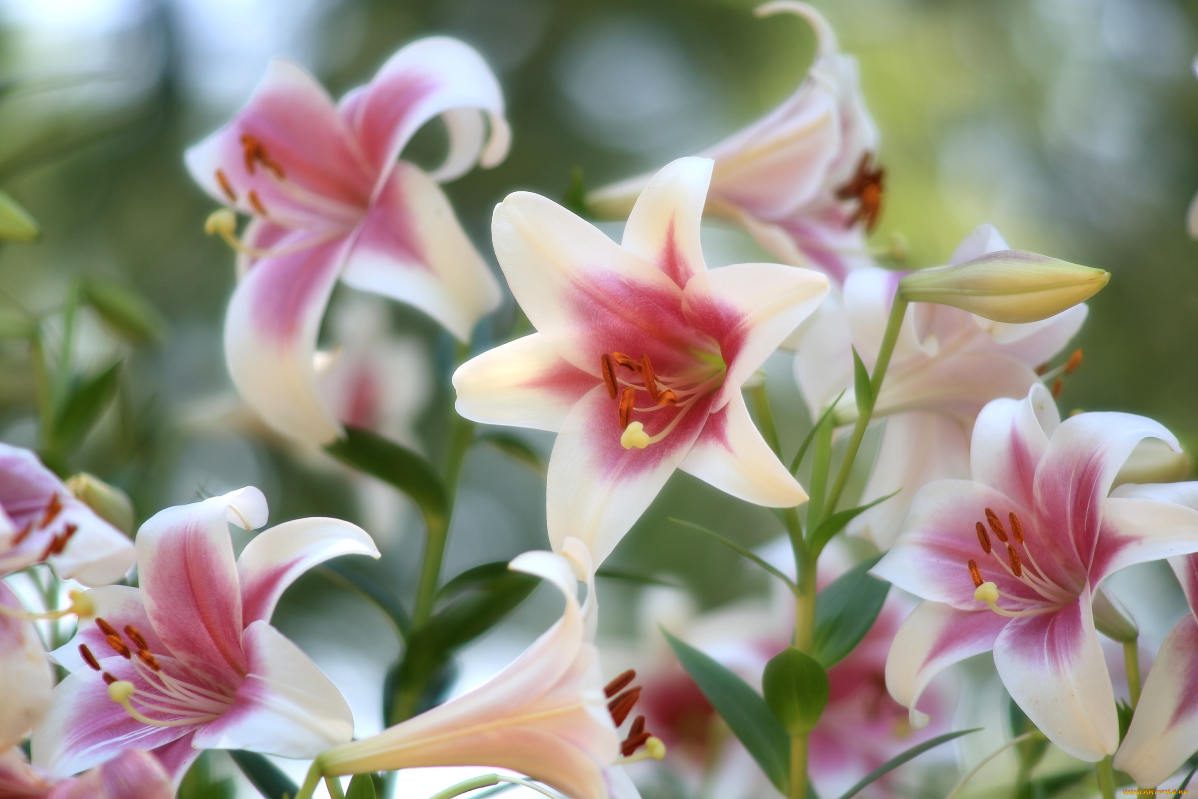 цветы, лилии, , лилейники