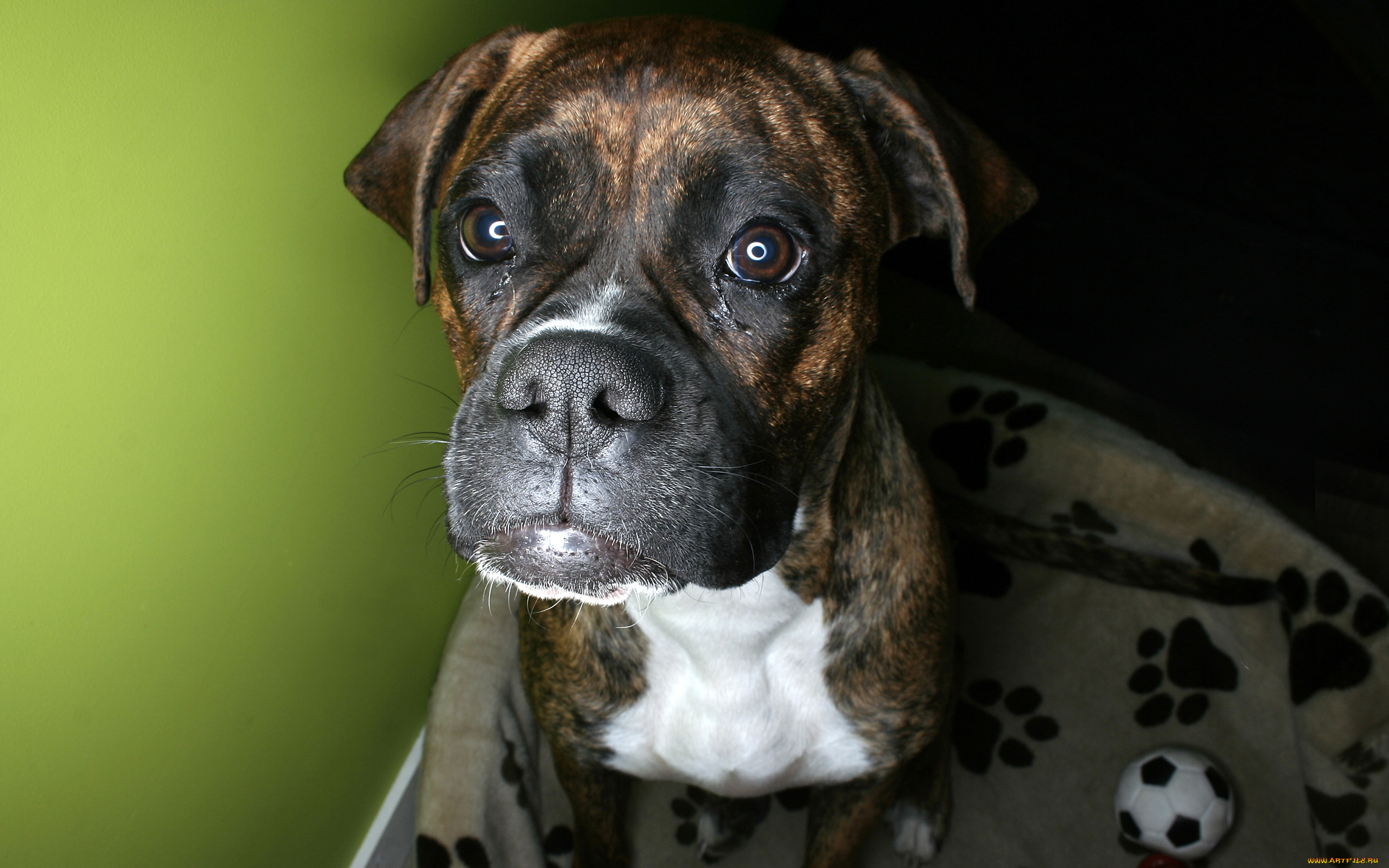 животные, собаки, мячик