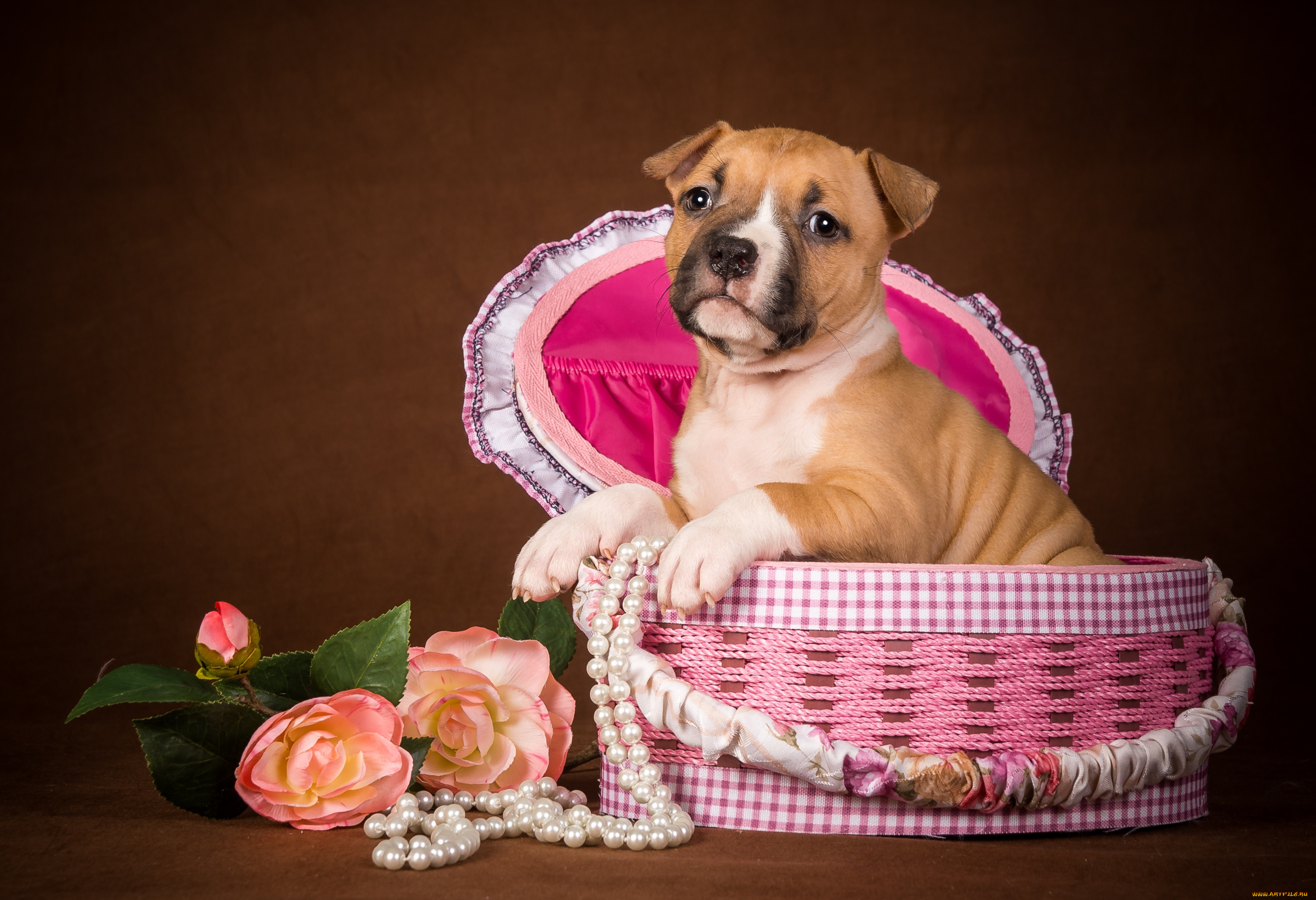 животные, собаки, щенок, цветы, коробка