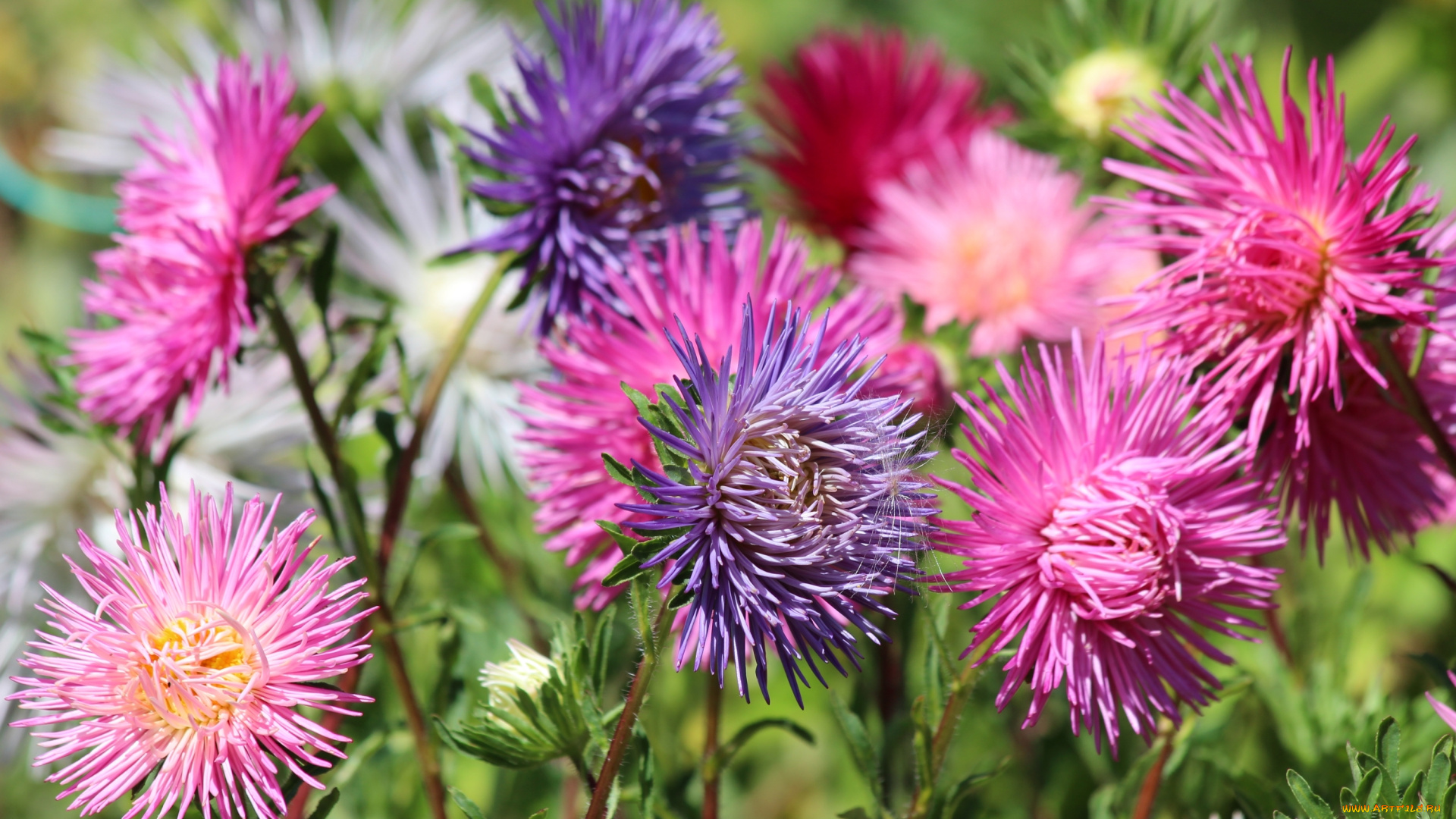 цветы, астры, разноцветные, осень